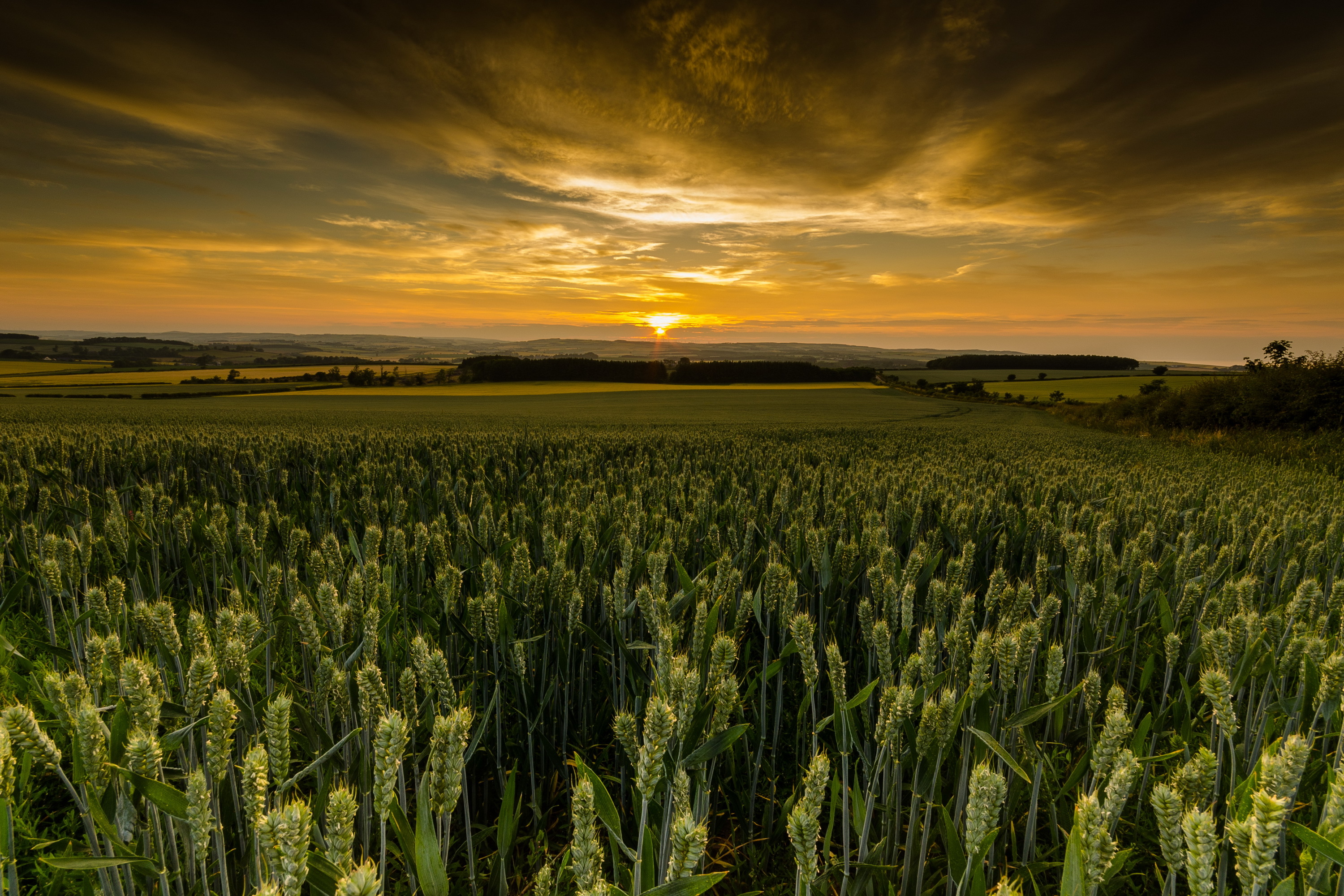 Baixar papel de parede para celular de Pôr Do Sol, Trigo, Campo, Terra/natureza gratuito.