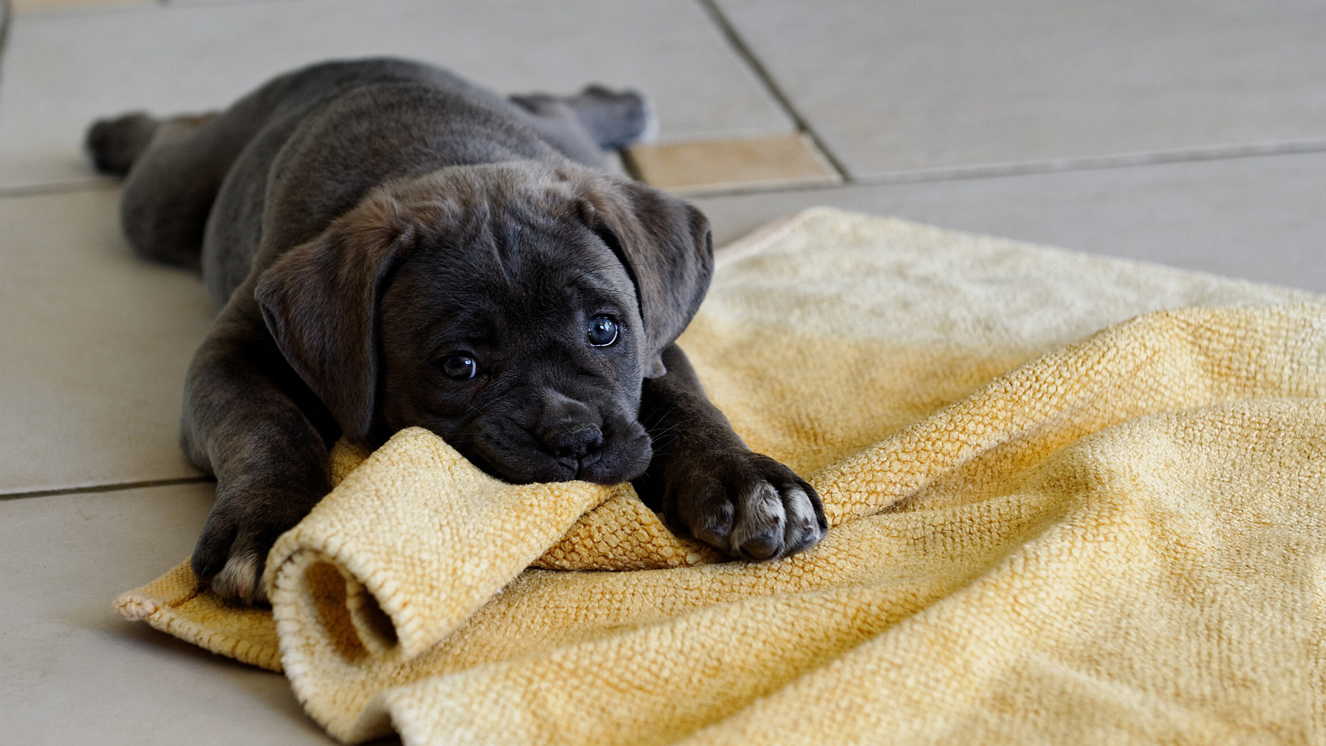 Handy-Wallpaper Tiere, Hund kostenlos herunterladen.