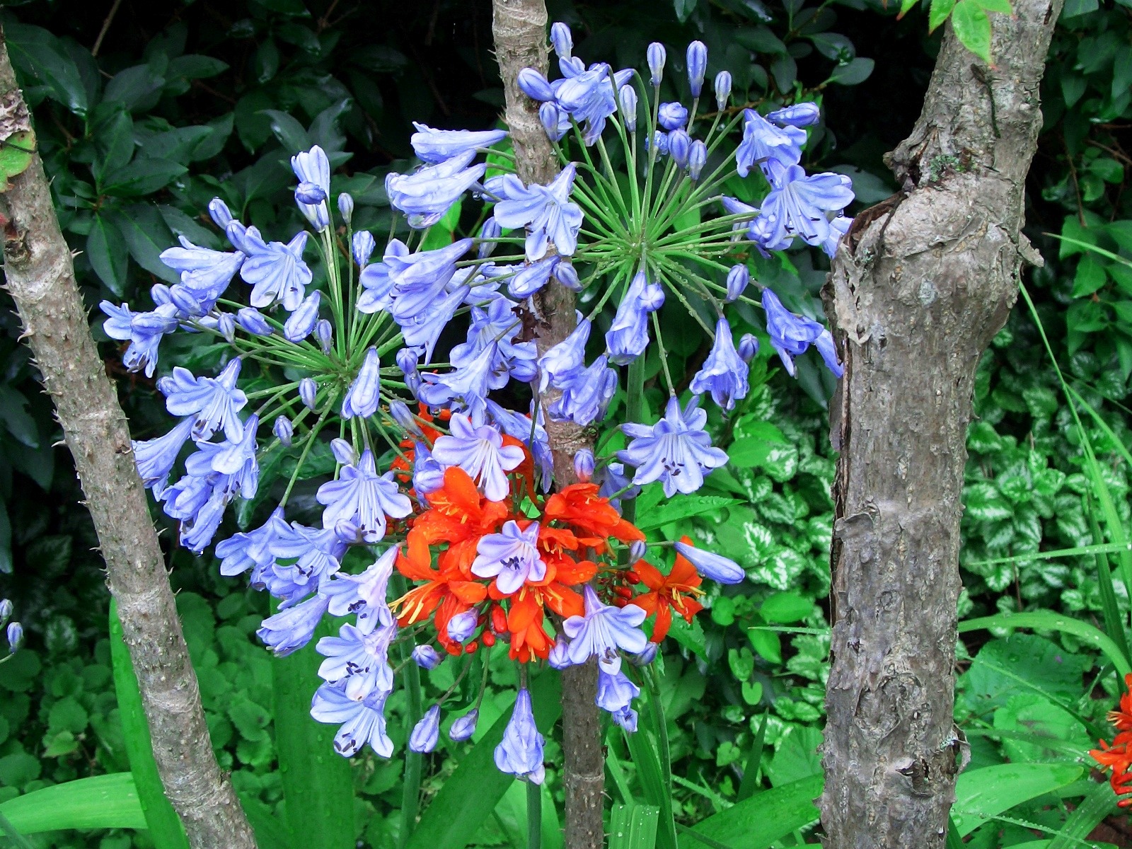 Téléchargez des papiers peints mobile Fleur, Terre/nature gratuitement.