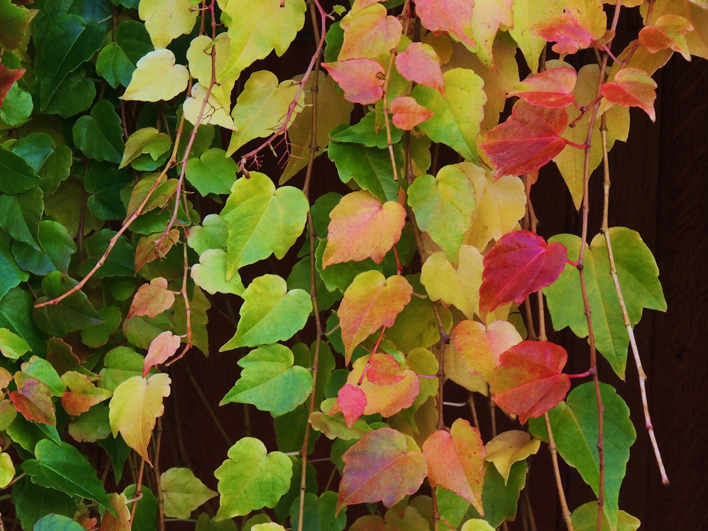 Descarga gratuita de fondo de pantalla para móvil de Hoja, Tierra/naturaleza.