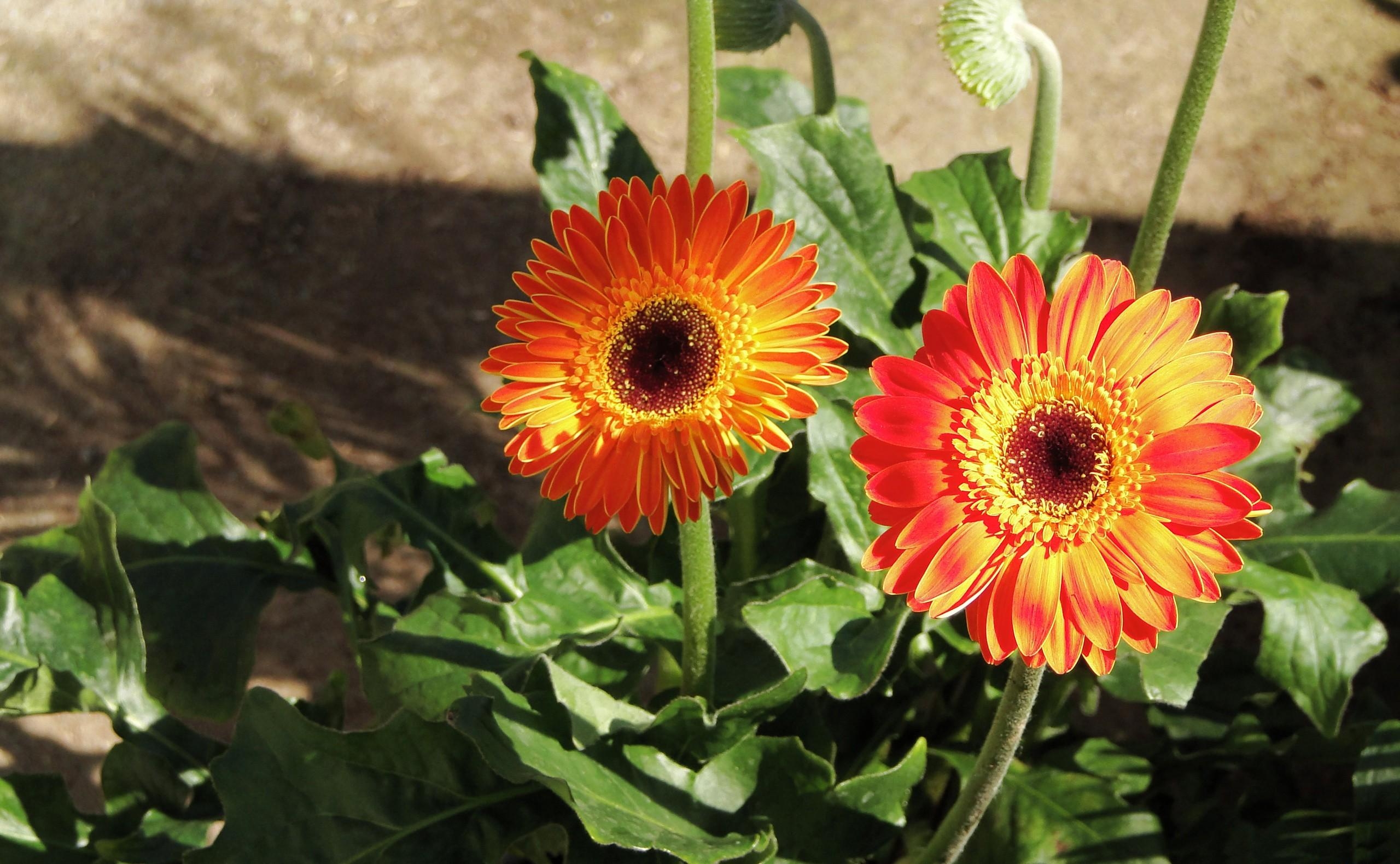 Laden Sie das Gerbera, Blumenbeet, Schatten, Sonnig, Sonnigen, Blumen-Bild kostenlos auf Ihren PC-Desktop herunter