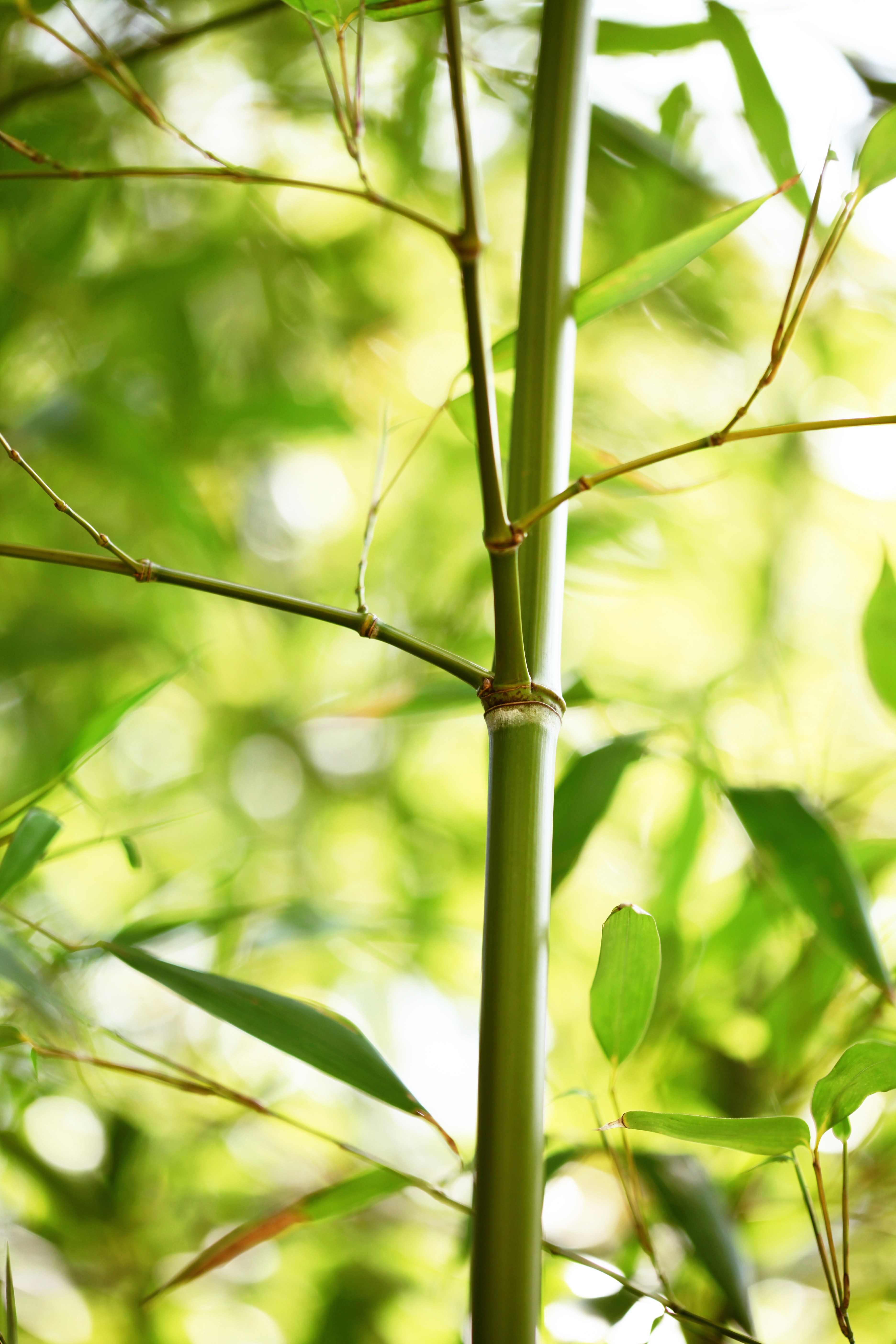 129869 скачать картинку бамбук, природа, листья, растение - обои и заставки бесплатно