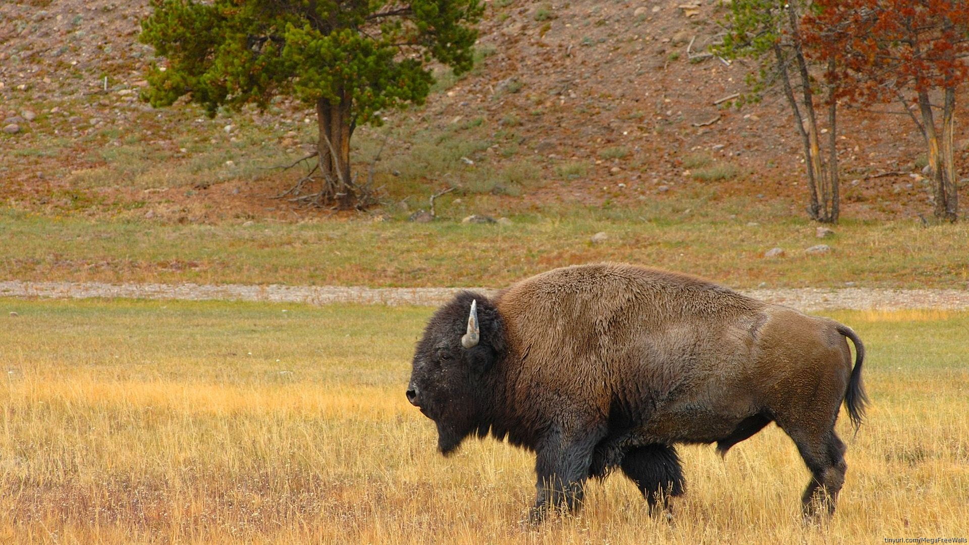 animal, american bison, buffalo