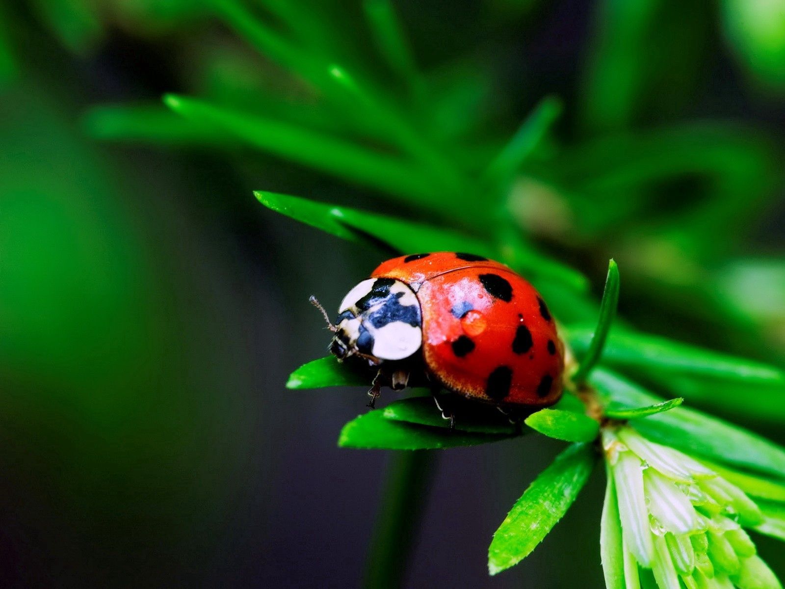 macro, ladybug, grass, insect, ladybird