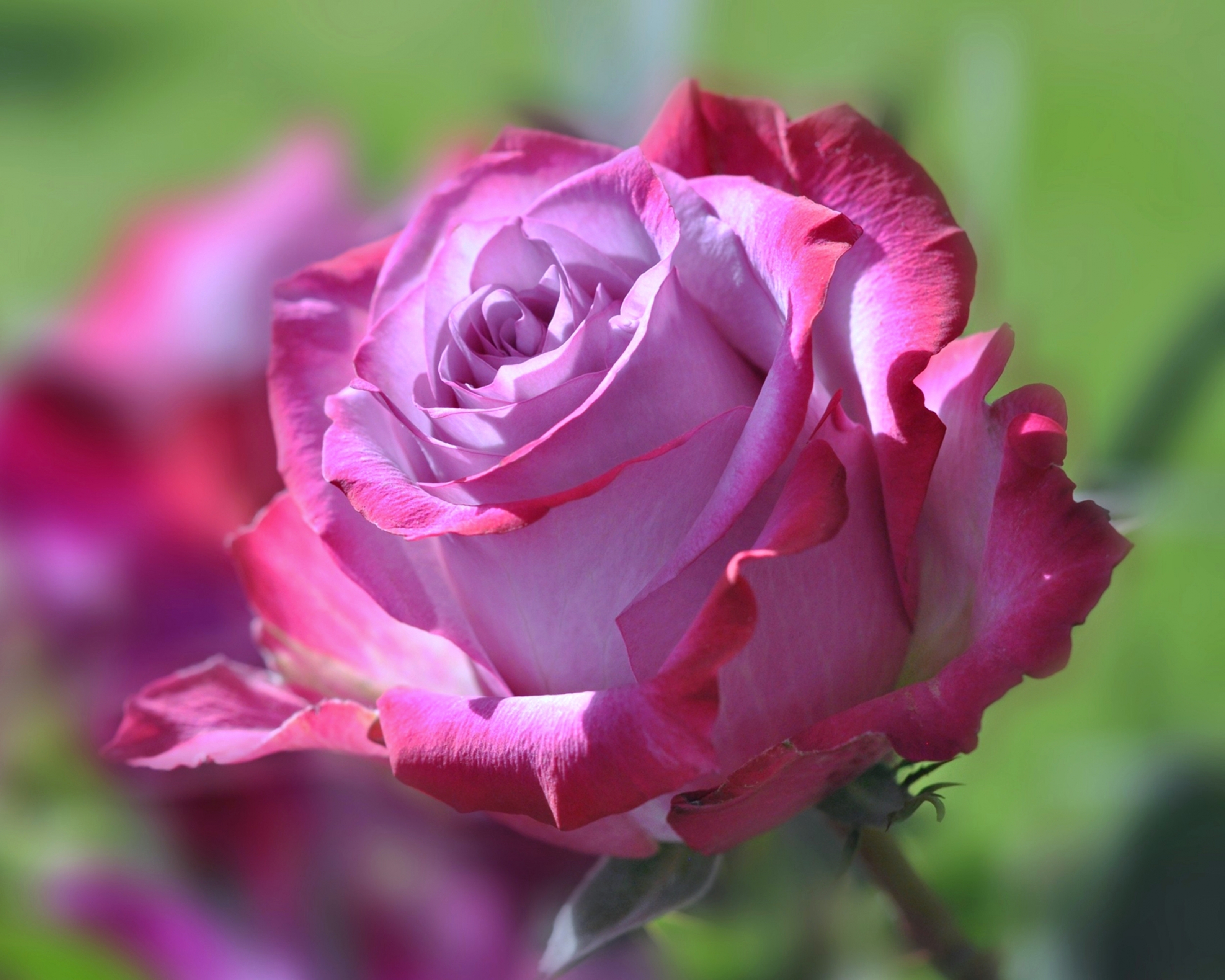 PCデスクトップにフラワーズ, 花, 薔薇, 地球, ピンクの花画像を無料でダウンロード