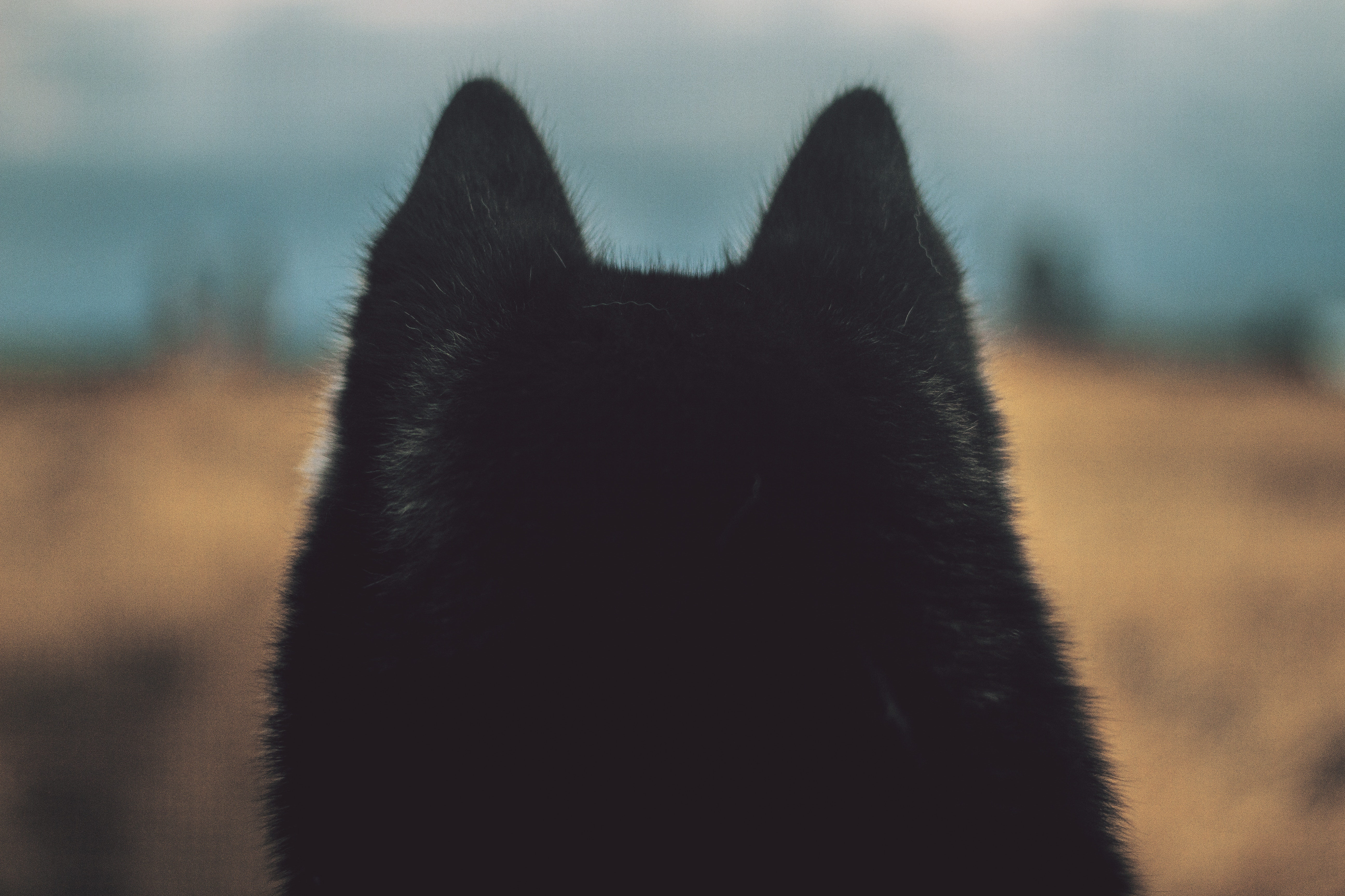 Download mobile wallpaper Ears, Wool, Animals, Dog for free.