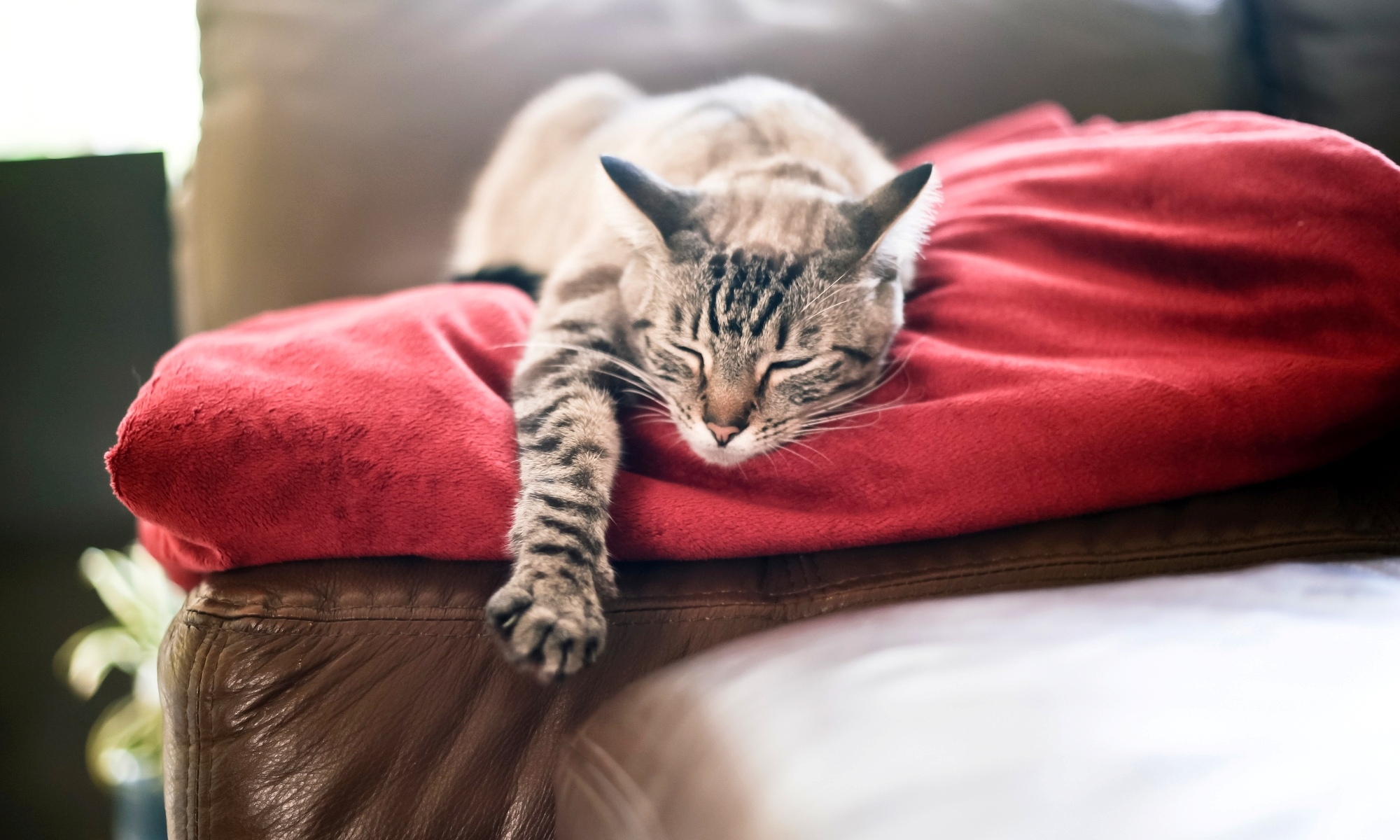 Download mobile wallpaper Resting, Sofa, Pillow, Cat, Cats, Animal for free.