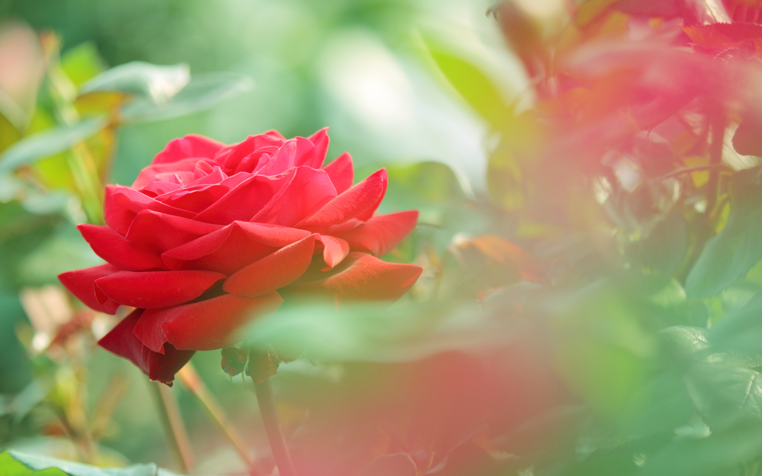 Téléchargez gratuitement l'image Fleurs, Rose, Terre/nature sur le bureau de votre PC