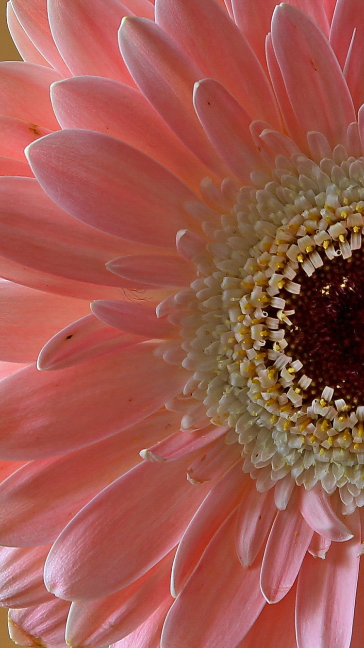 Descarga gratuita de fondo de pantalla para móvil de Flores, Gerberas, Flor, Flor Rosa, Tierra, Tierra/naturaleza.