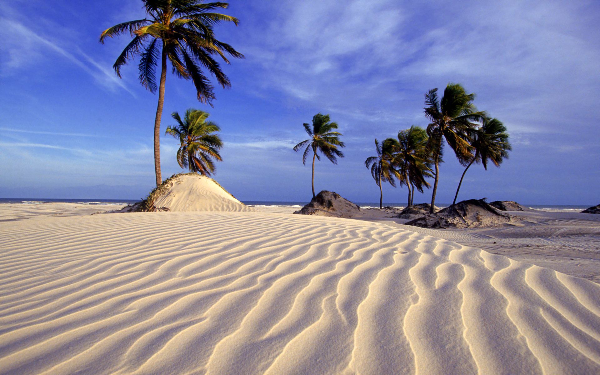 Download mobile wallpaper Beach, Sand, Tree, Earth, Palm Tree for free.