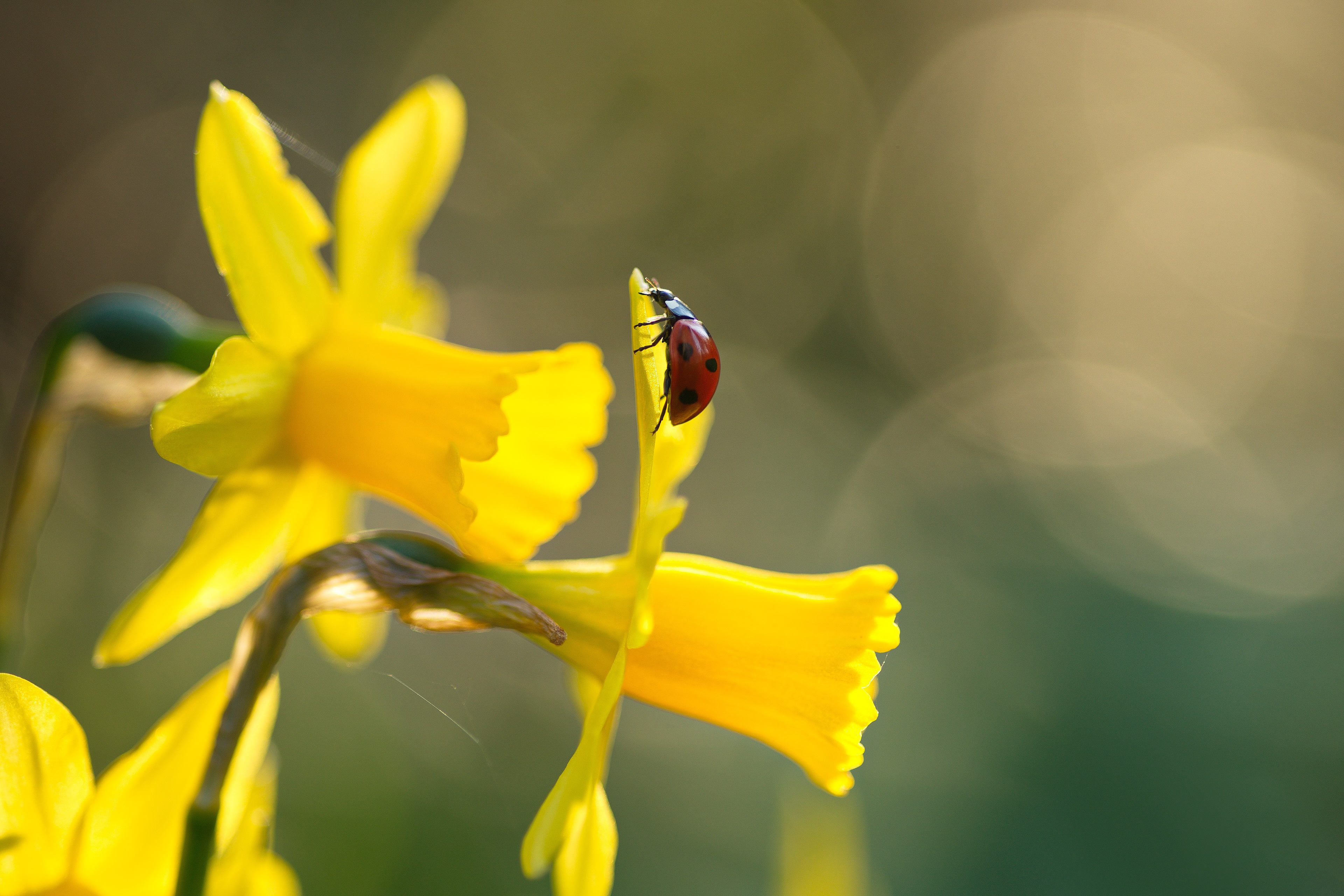 Download mobile wallpaper Flower, Macro, Insect, Animal, Ladybug, Yellow Flower, Daffodil for free.