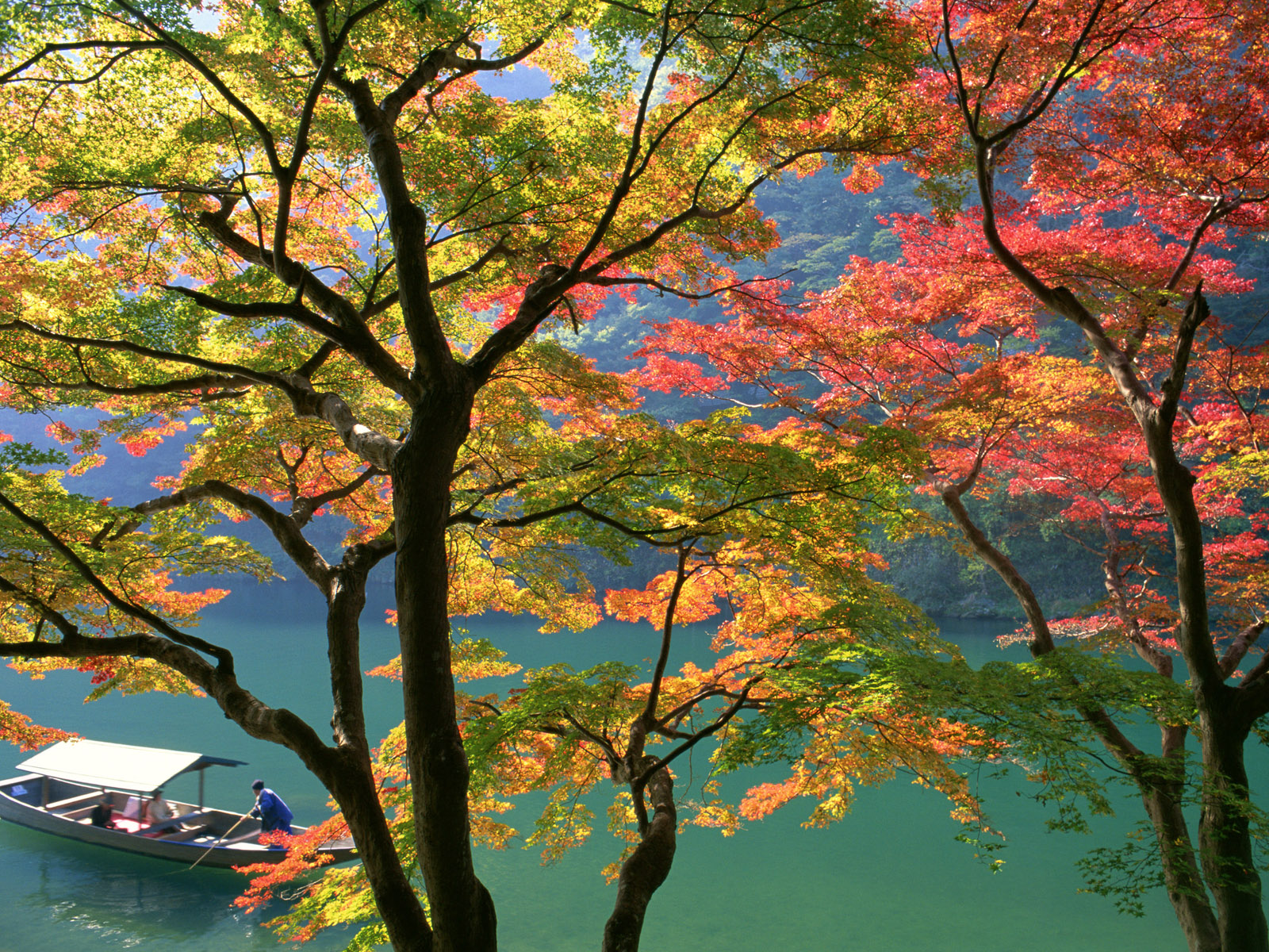 Free download wallpaper Trees, Tree, Earth on your PC desktop