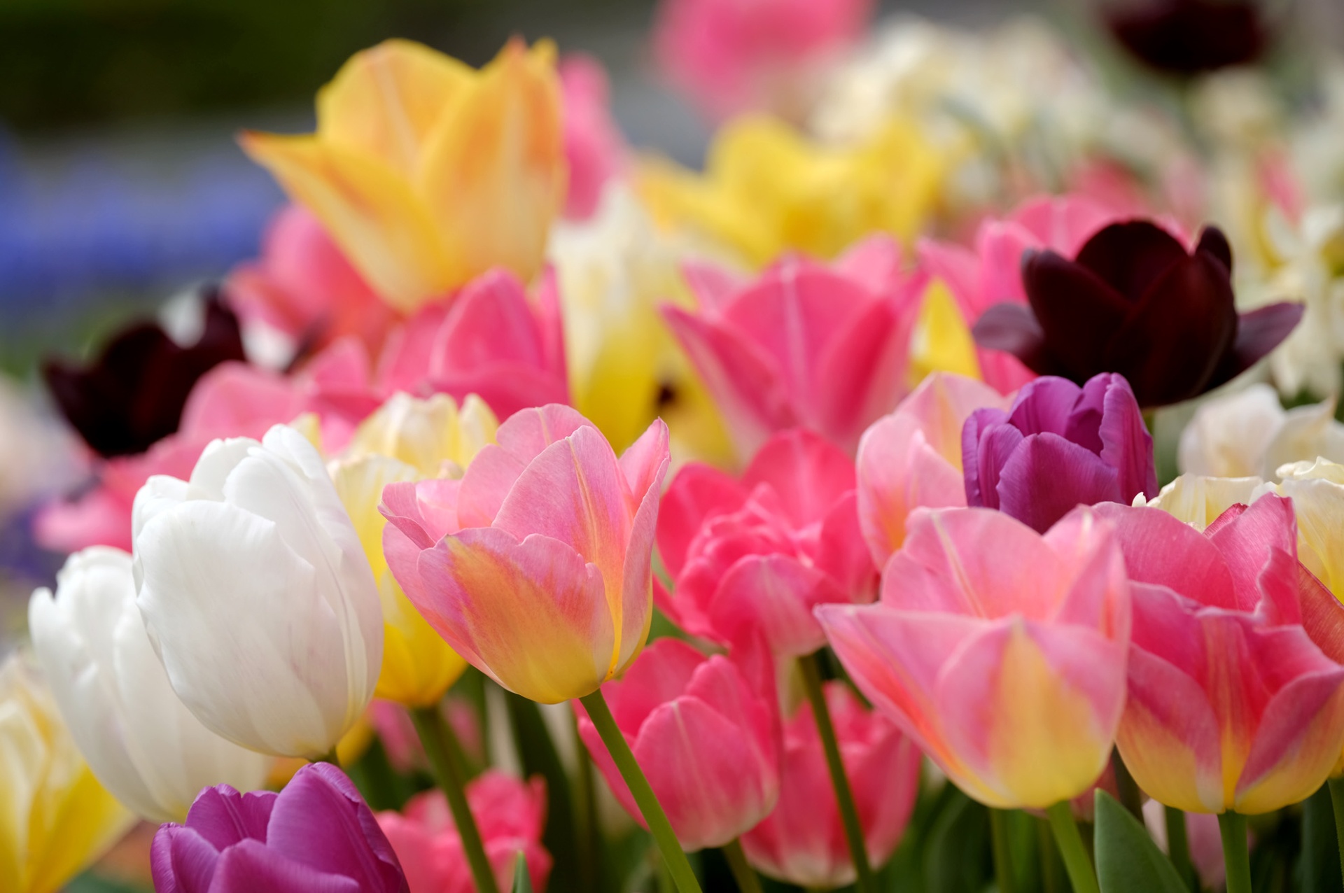 Download mobile wallpaper Nature, Flowers, Flower, Earth, Tulip, Yellow Flower, White Flower, Pink Flower for free.
