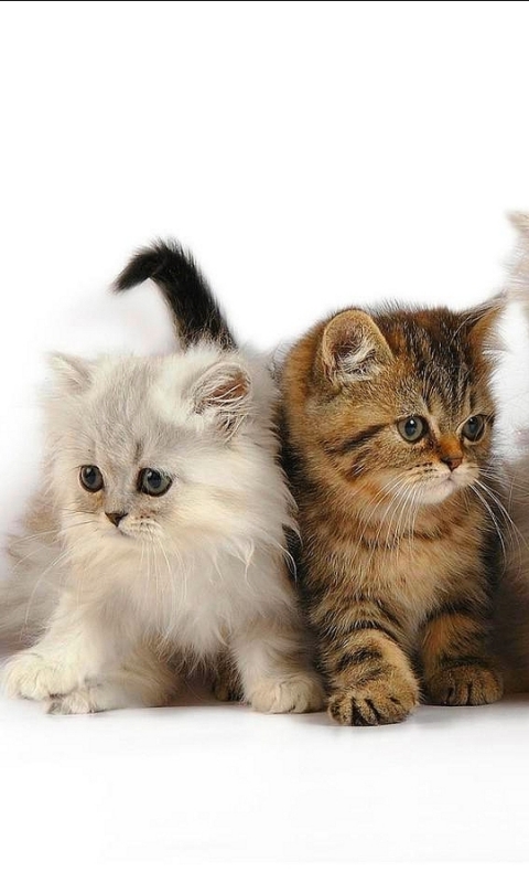 Download mobile wallpaper Cats, Cat, Animal for free.