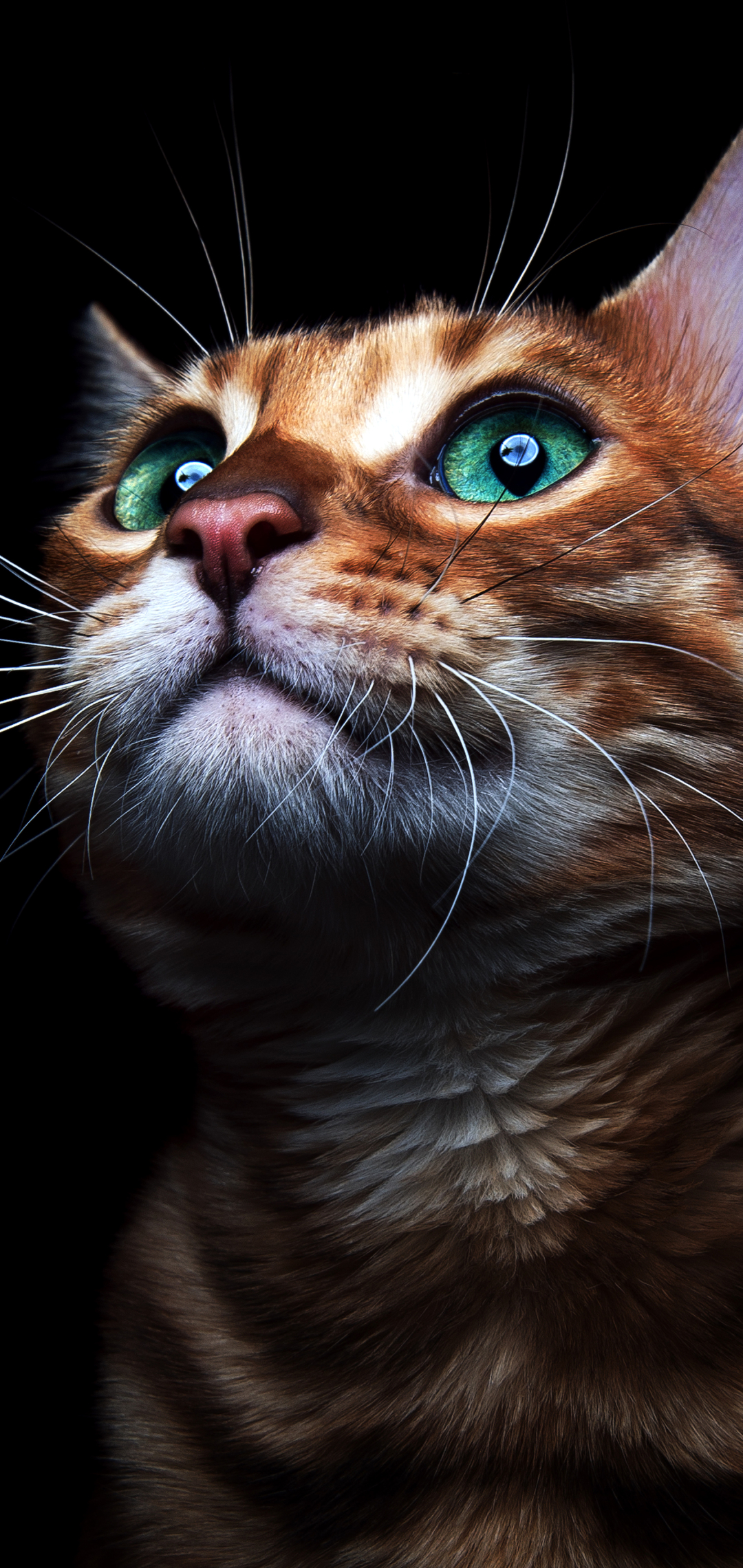 Скачати мобільні шпалери Кішка, Кошеня, Тварина, Коти, Зелені Очі безкоштовно.