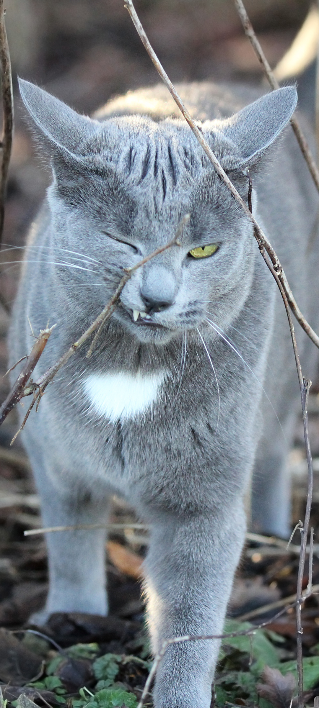 Descarga gratuita de fondo de pantalla para móvil de Animales, Gatos, Gato.