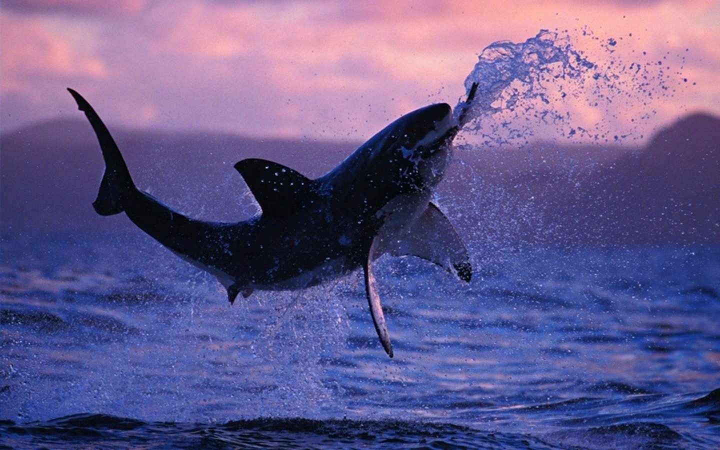 319442 baixar imagens animais, grande tubarão branco, peixe - papéis de parede e protetores de tela gratuitamente