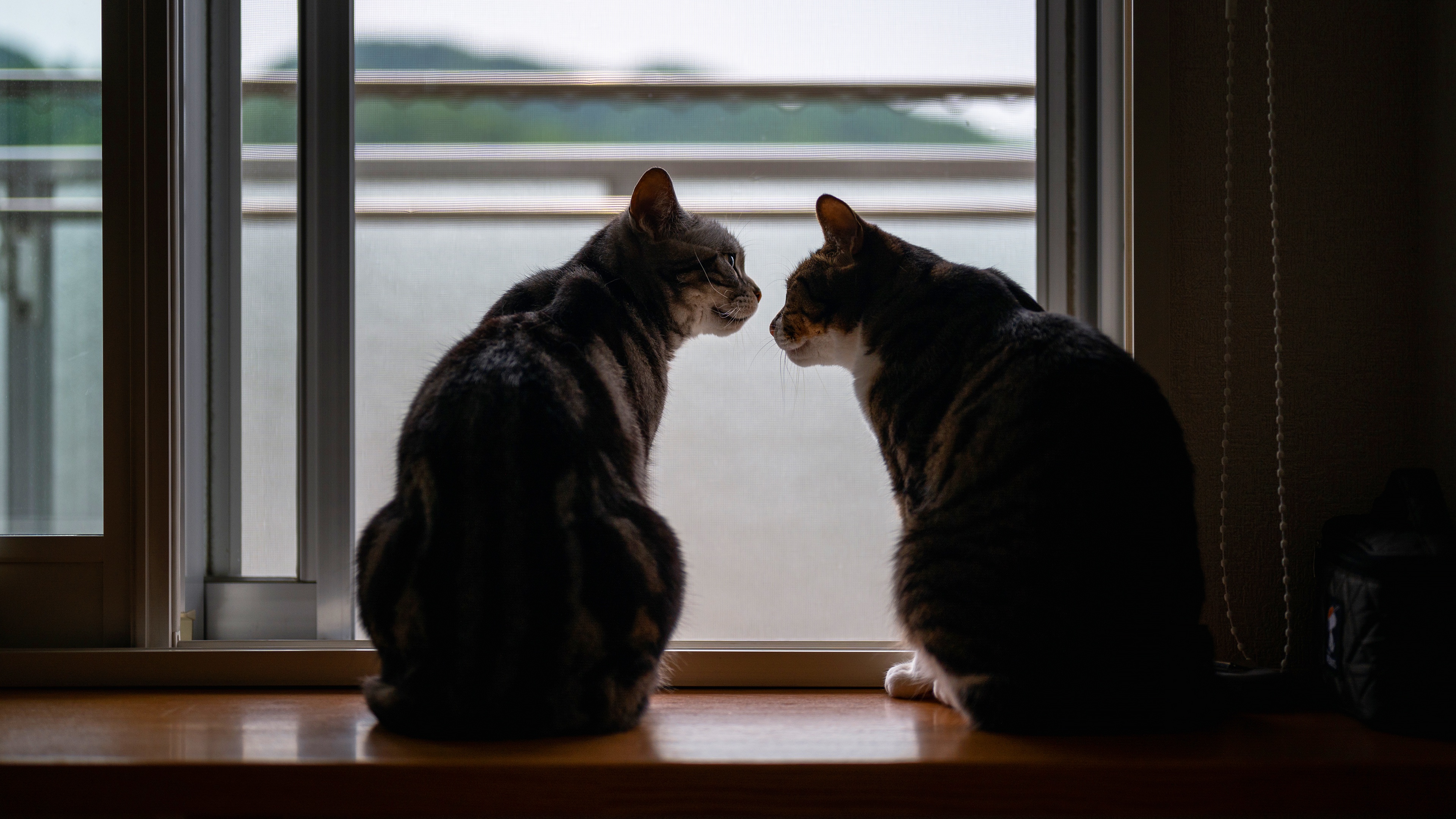 Handy-Wallpaper Tiere, Katzen, Katze kostenlos herunterladen.