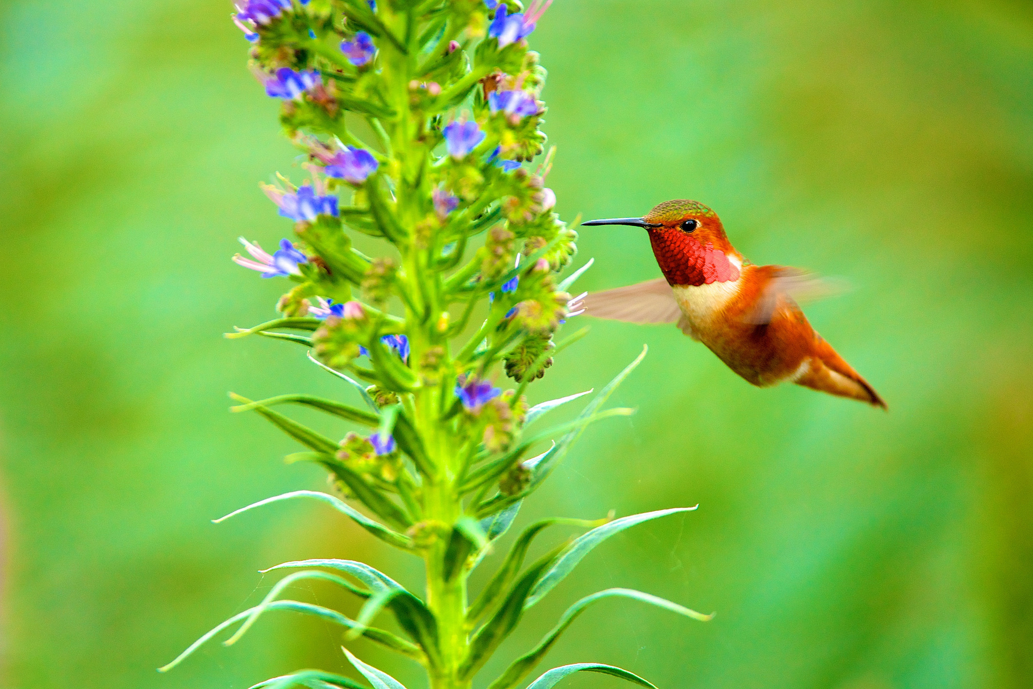 PCデスクトップに動物, 鳥, 花, 飛行, ハチドリ画像を無料でダウンロード