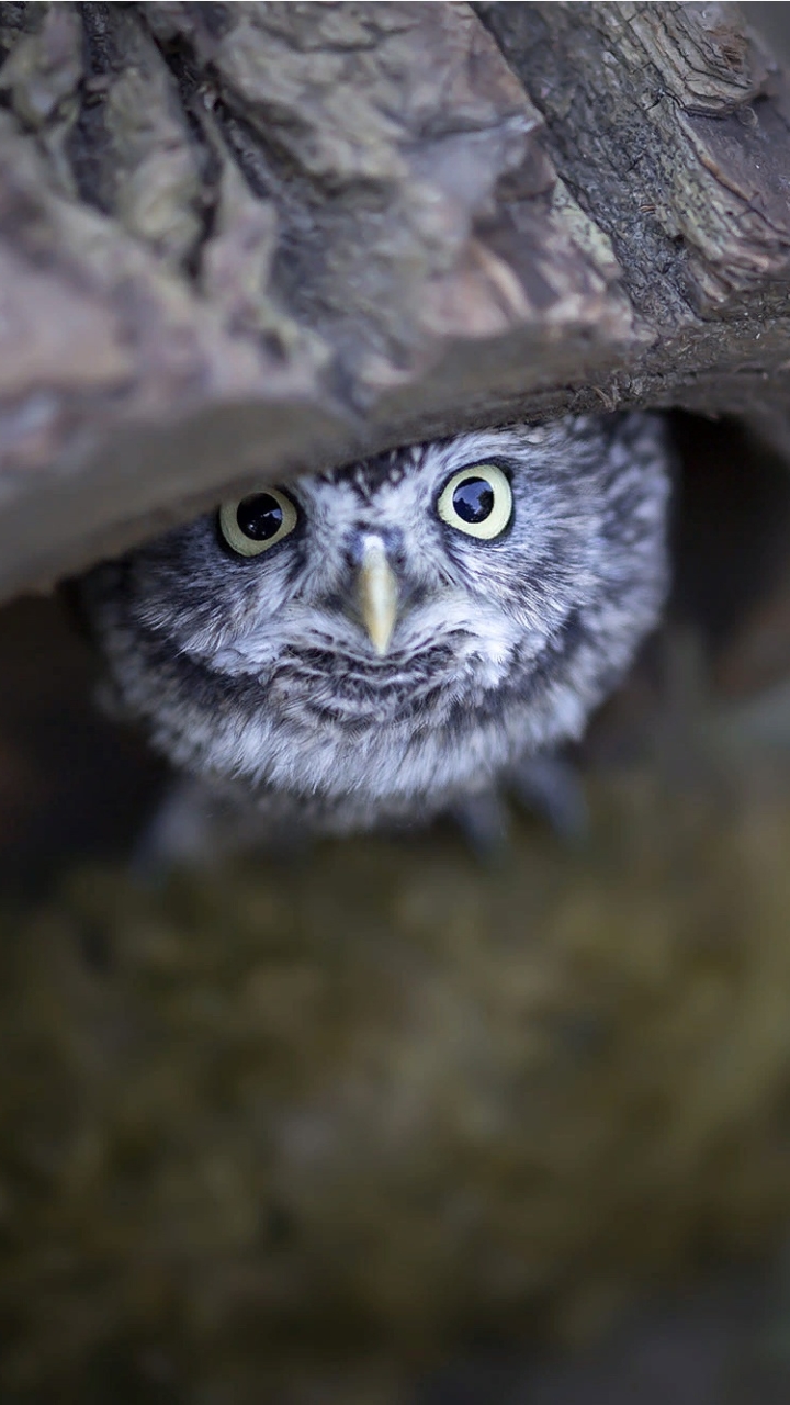 Download mobile wallpaper Birds, Owl, Bird, Animal, Owlet, Baby Animal for free.