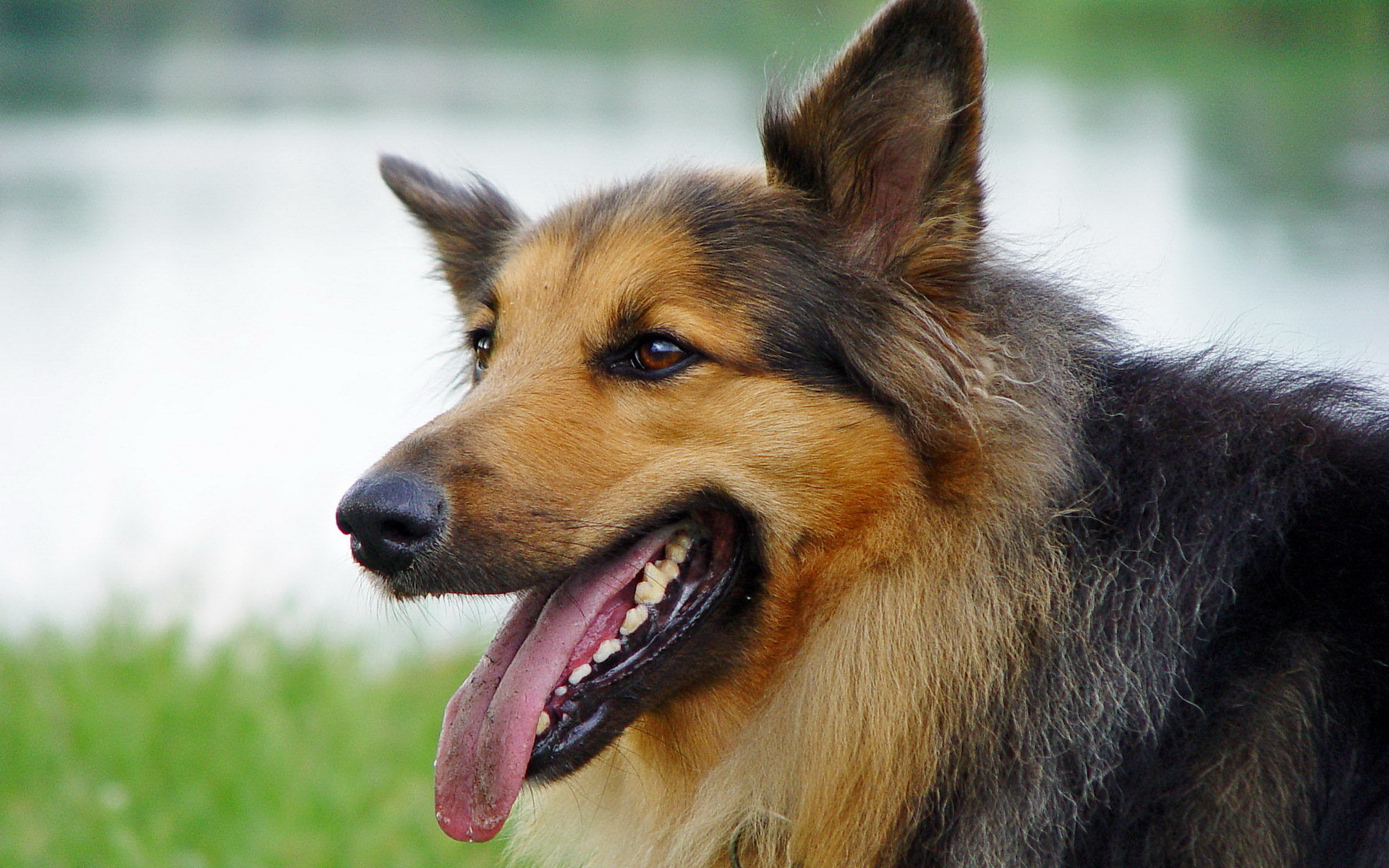 無料モバイル壁紙動物, 犬をダウンロードします。