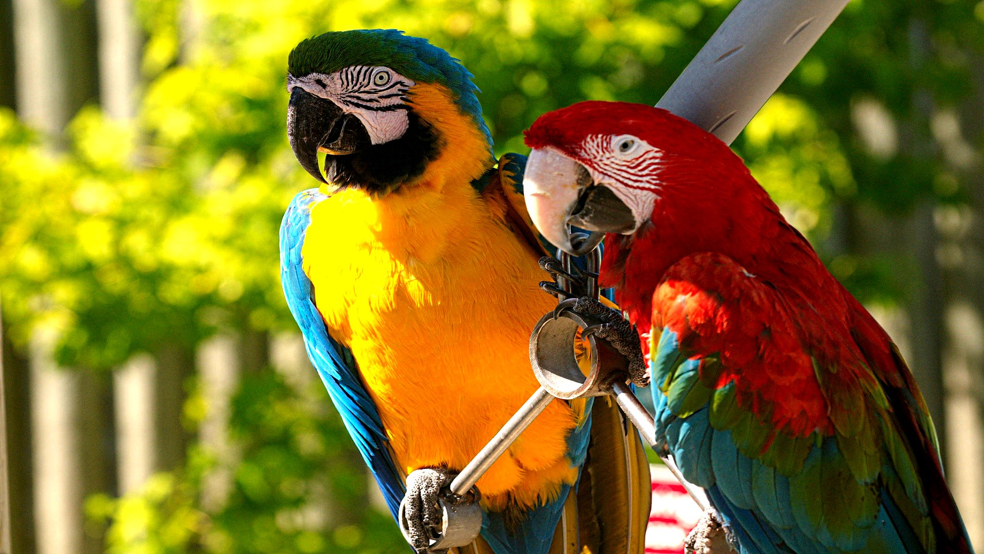 315351 завантажити шпалери тварина, ара, птах, синьо жовтий ара, папуга, червоно зелений ара, птахи - заставки і картинки безкоштовно