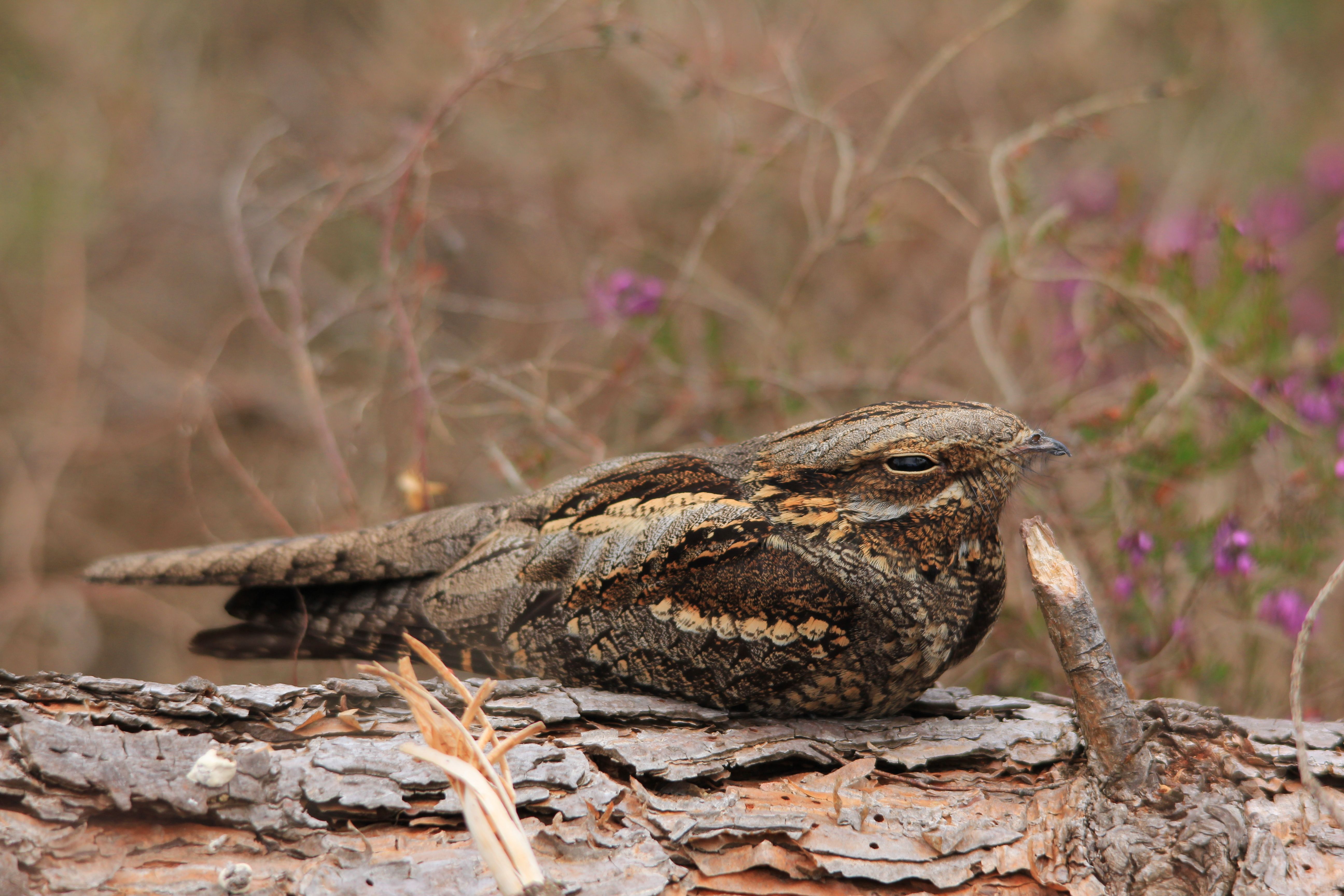 Laden Sie das Tiere, Vögel, Vogel-Bild kostenlos auf Ihren PC-Desktop herunter