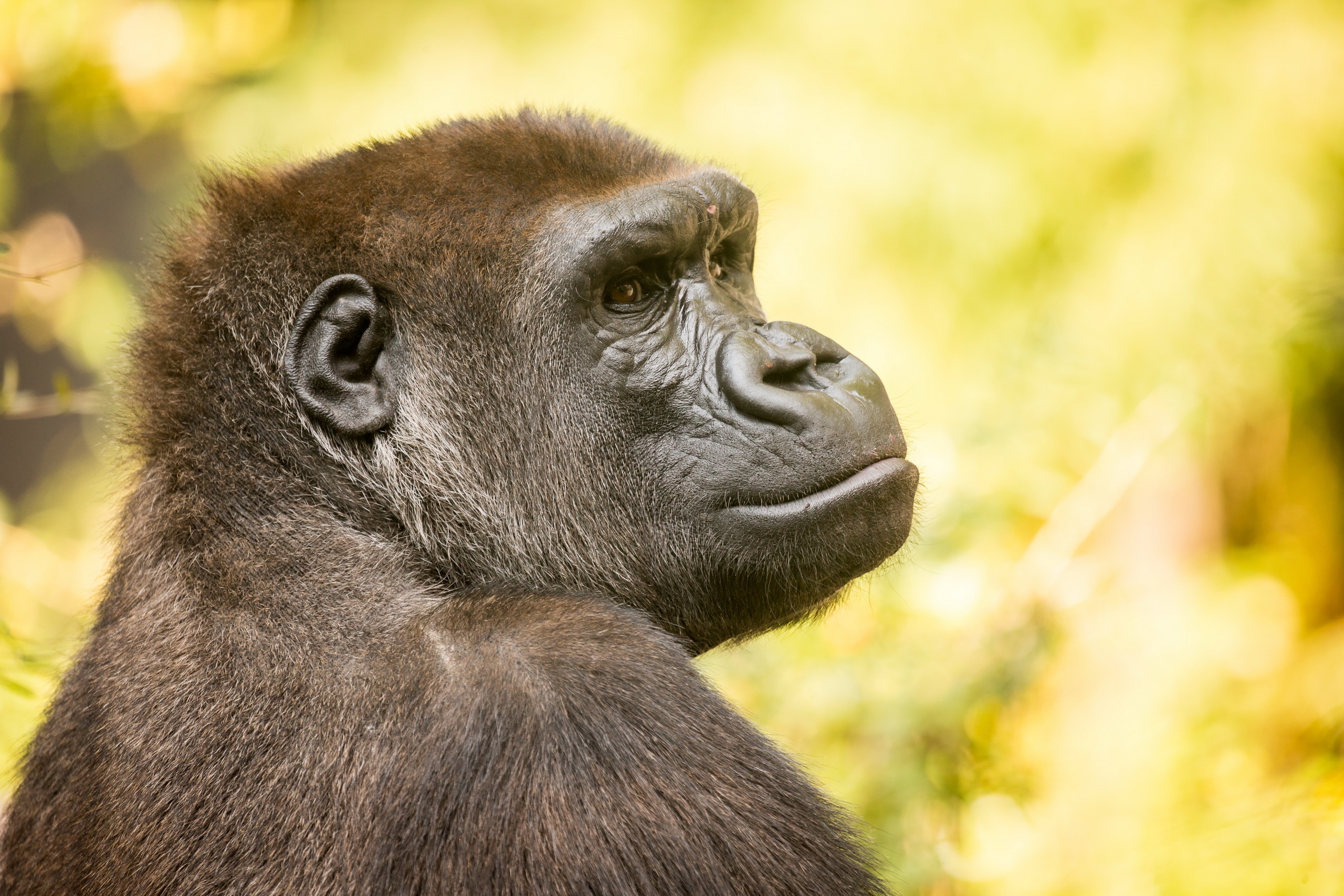 Laden Sie das Tiere, Gorilla, Affe, Affen-Bild kostenlos auf Ihren PC-Desktop herunter
