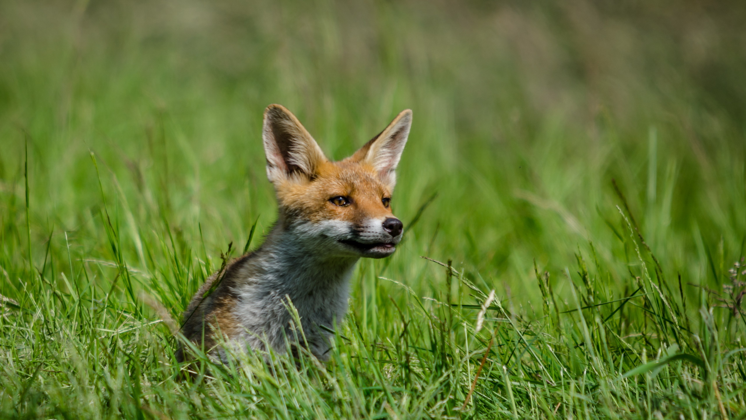 PCデスクトップに動物, 草, ぼかし, 狐画像を無料でダウンロード