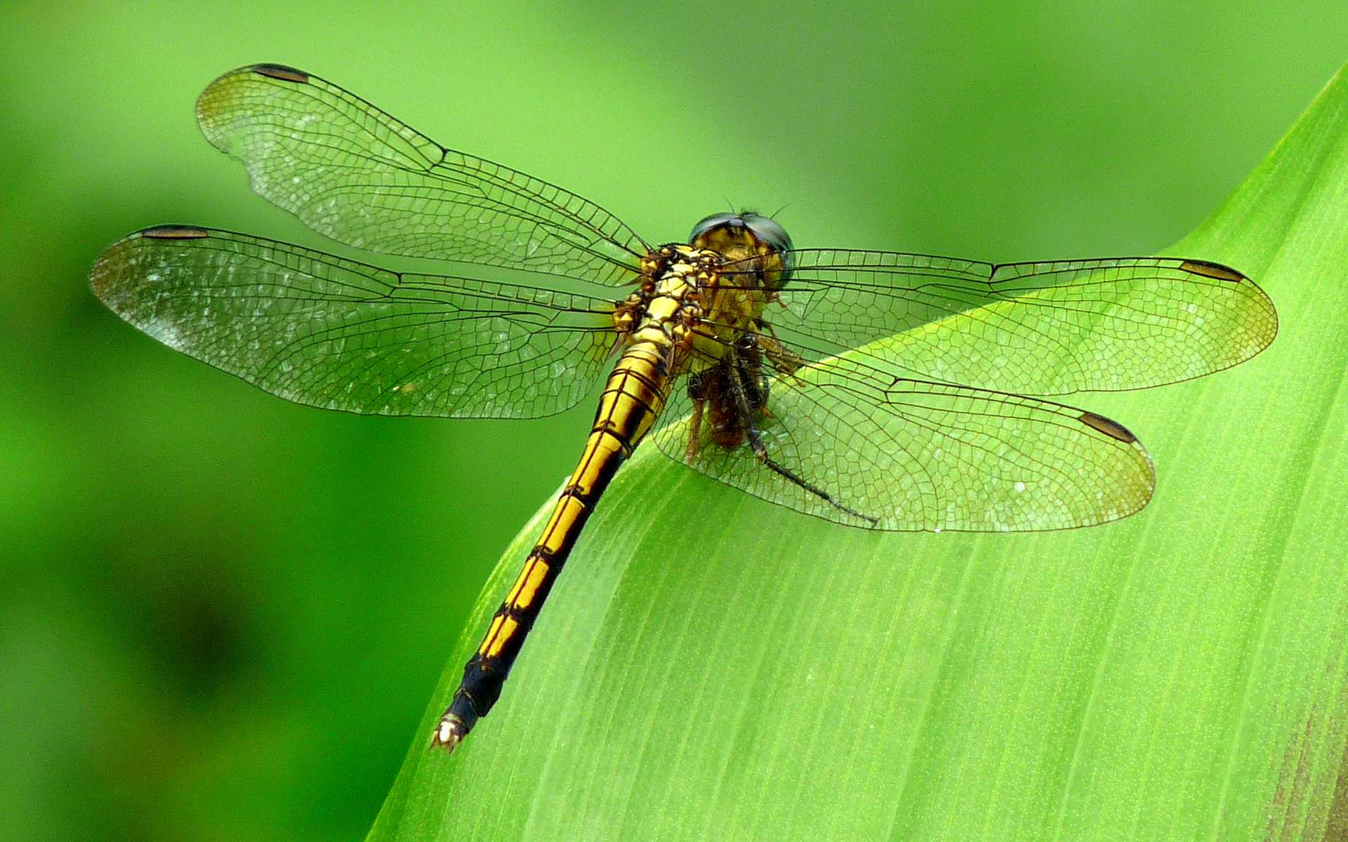 281123 Hintergrundbild herunterladen tiere, libelle, insekten - Bildschirmschoner und Bilder kostenlos