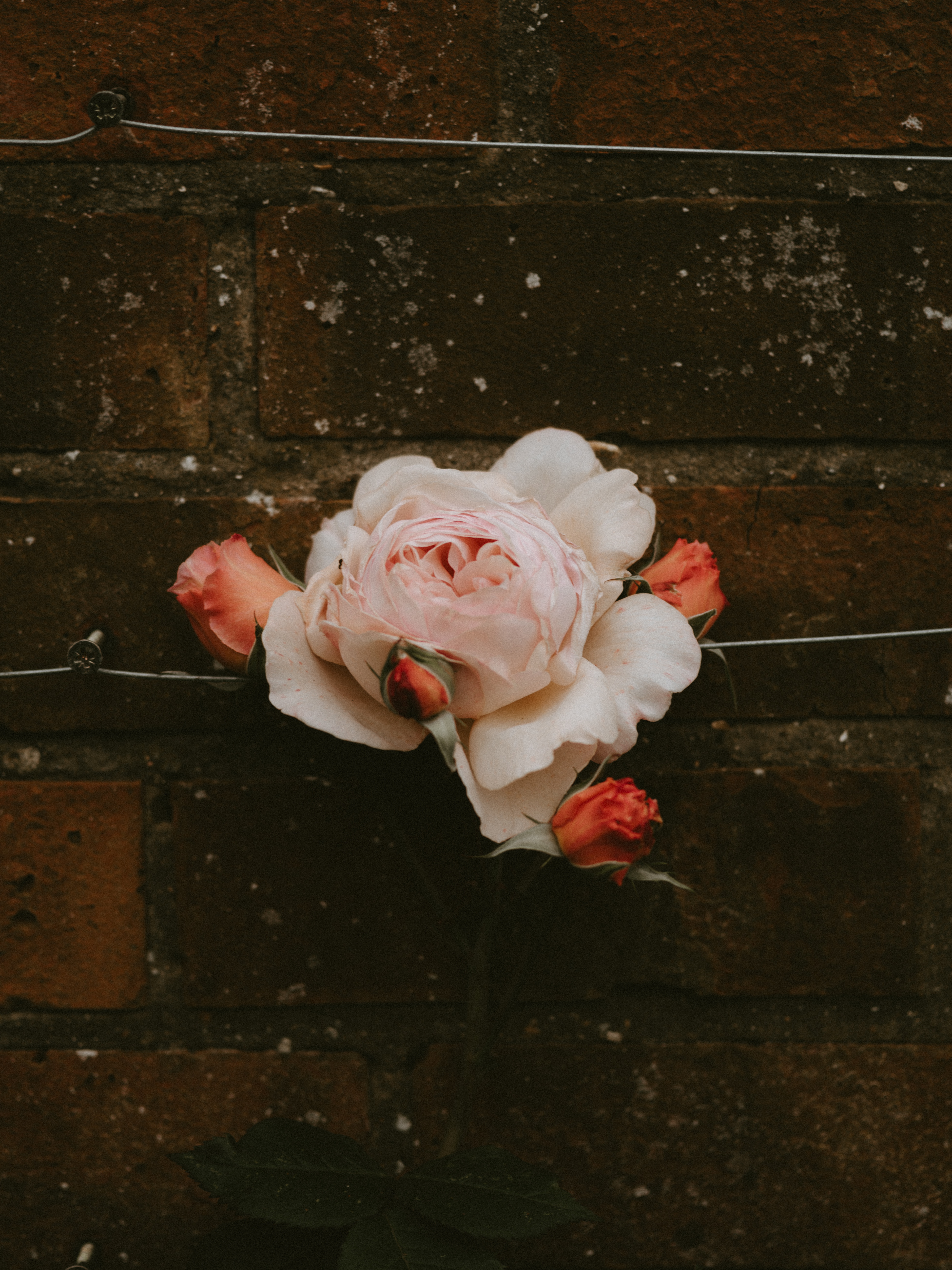 Téléchargez des papiers peints mobile Mur, Brique, Bourgeons, Une Rose, Fleurs, Fleur, Floraison, Rose gratuitement.