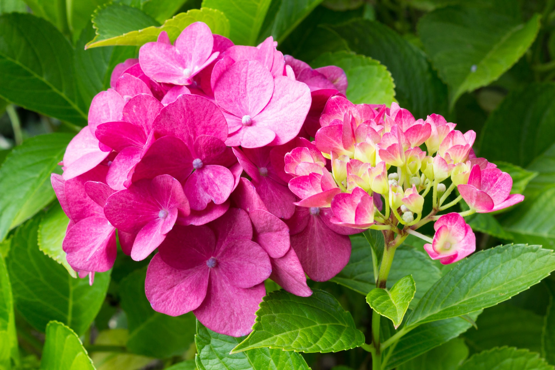 Download mobile wallpaper Nature, Flowers, Plant, Earth, Hydrangea, Pink Flower for free.