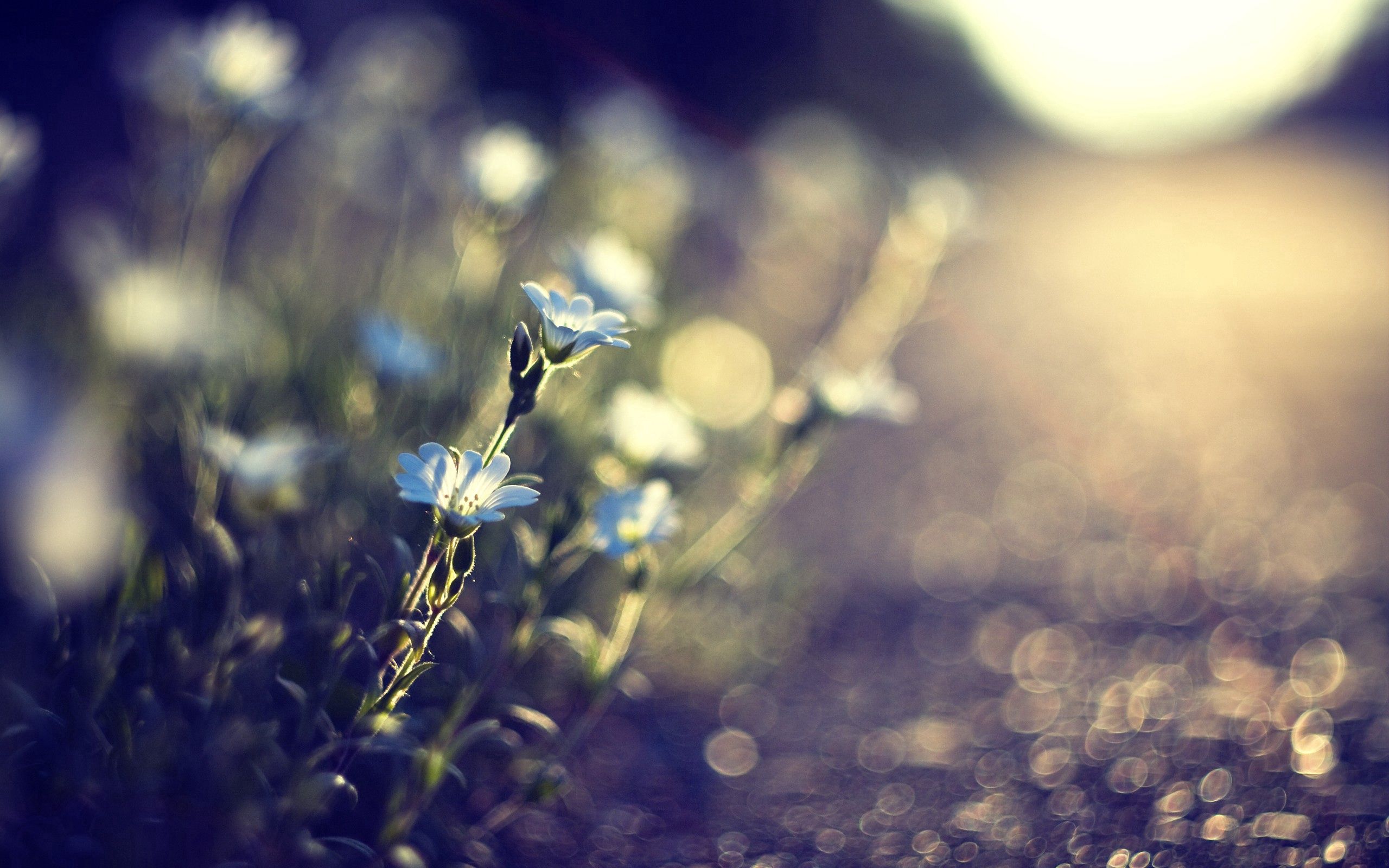 Download mobile wallpaper Greased, Smeared, Grass, Flowers, Macro, Glade, Polyana, Glare for free.