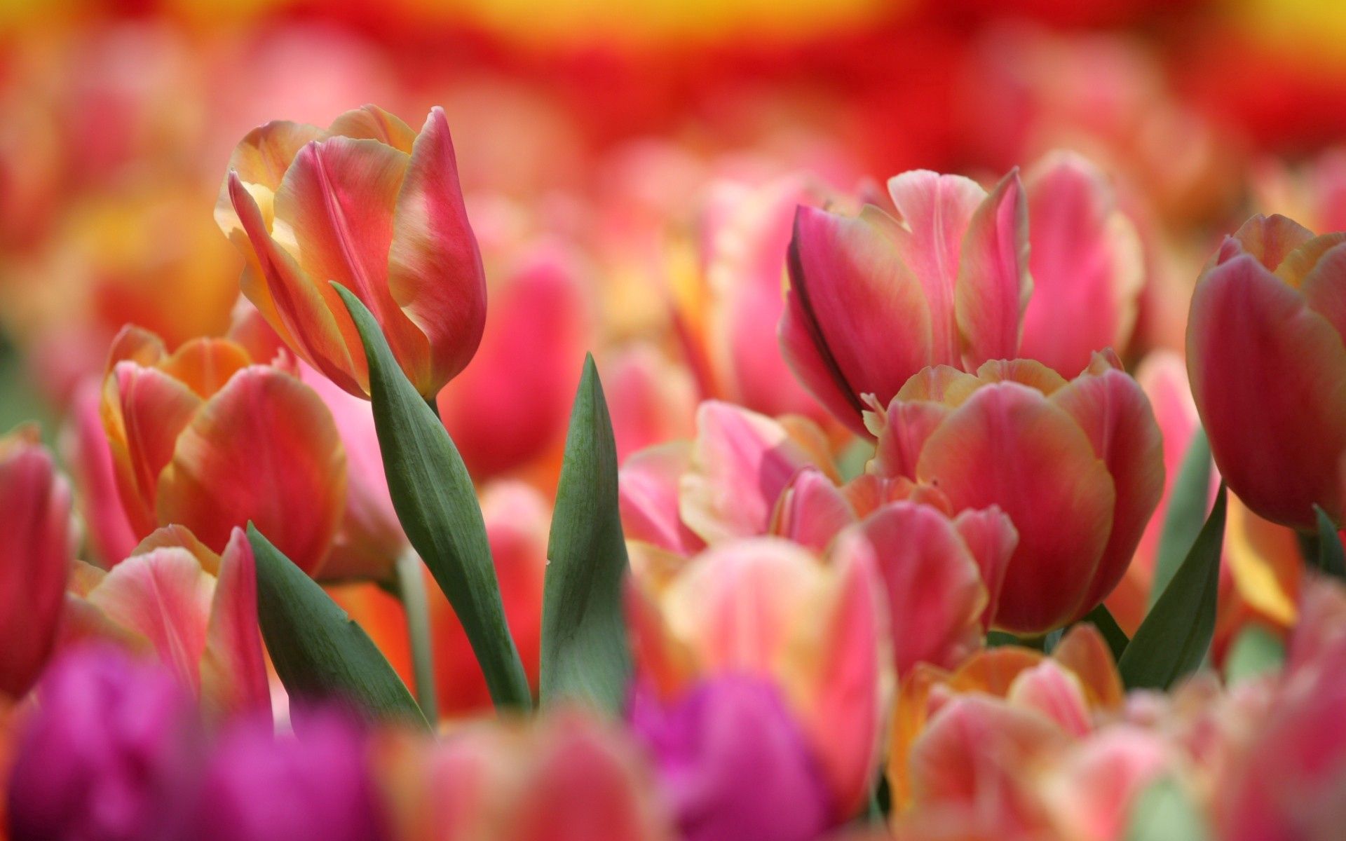 Handy-Wallpaper Blumen, Tulpe, Tulip, Rosa kostenlos herunterladen.