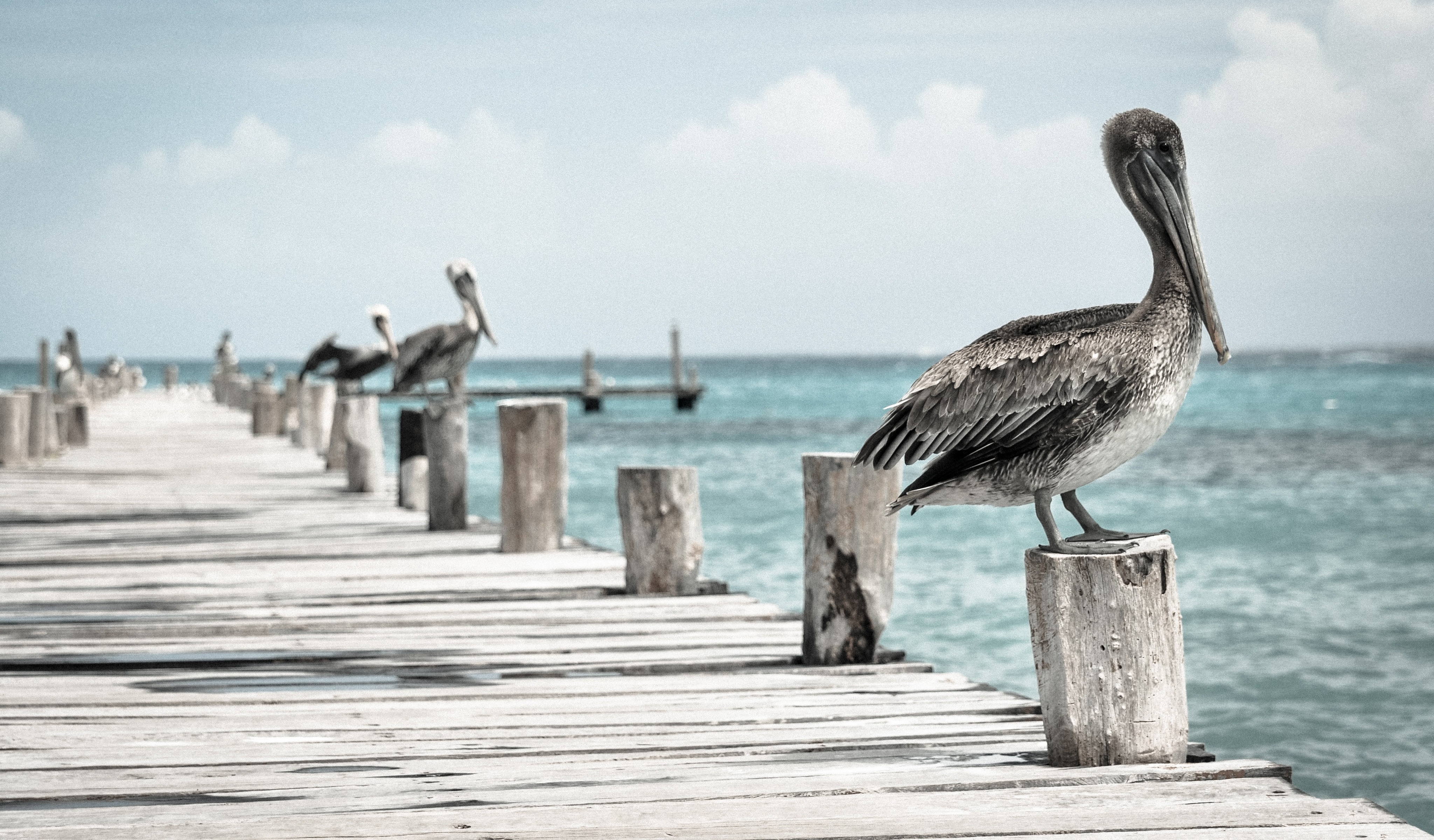 Download mobile wallpaper Birds, Pier, Bird, Animal, Pelican for free.