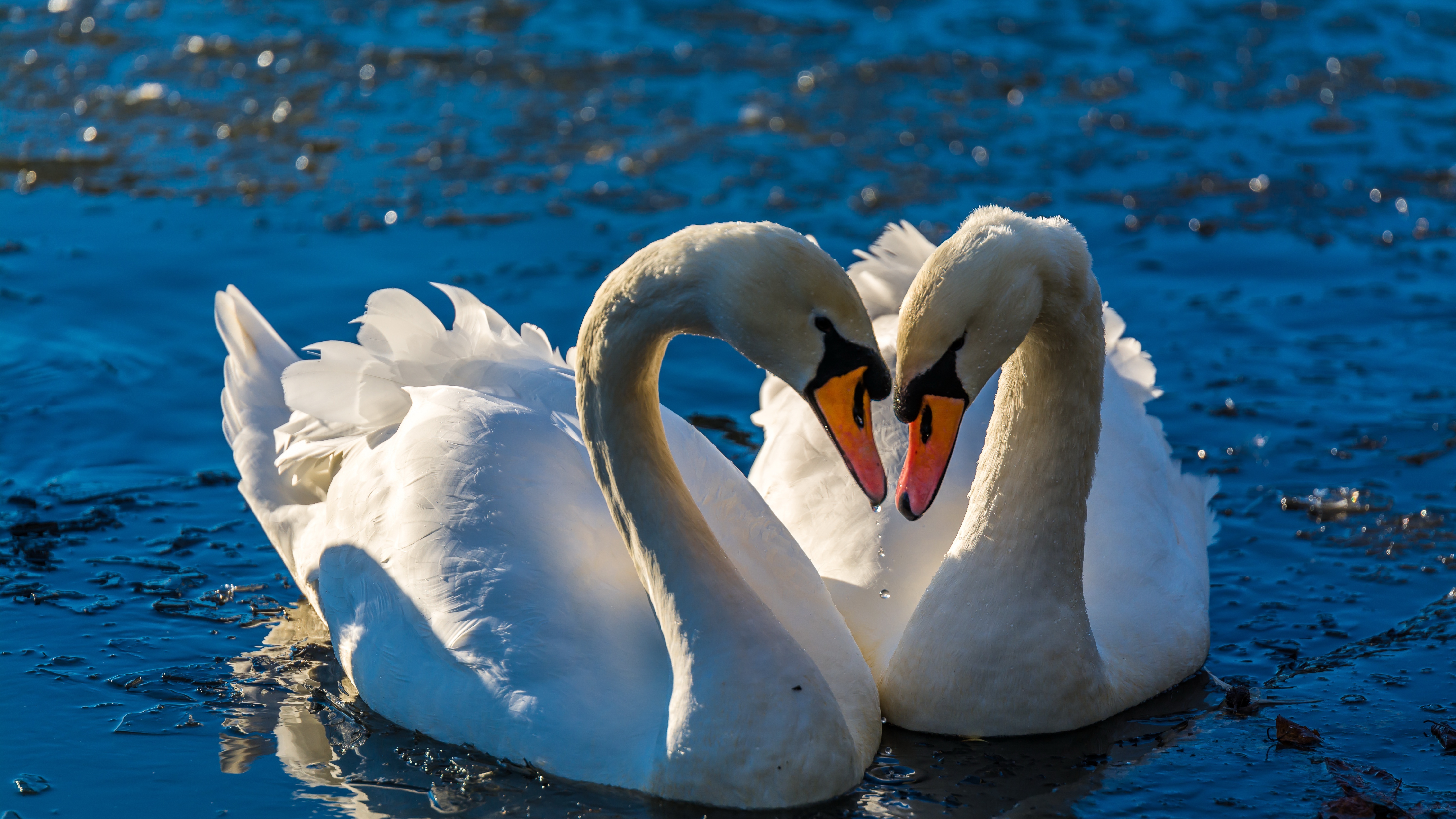 Download mobile wallpaper Birds, Bird, Couple, Animal, Swan, Mute Swan for free.
