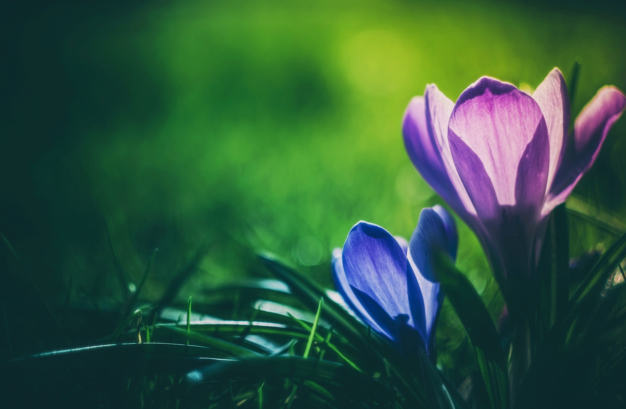 Free download wallpaper Nature, Flowers, Flower, Blur, Earth, Spring, Crocus, Purple Flower, Blue Flower on your PC desktop