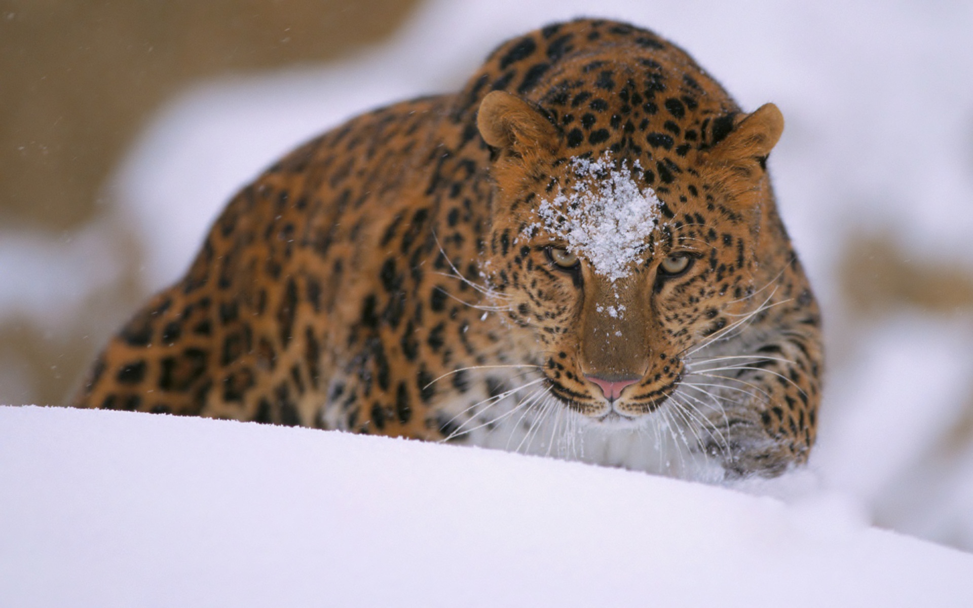 Télécharger des fonds d'écran Amur Leopard HD