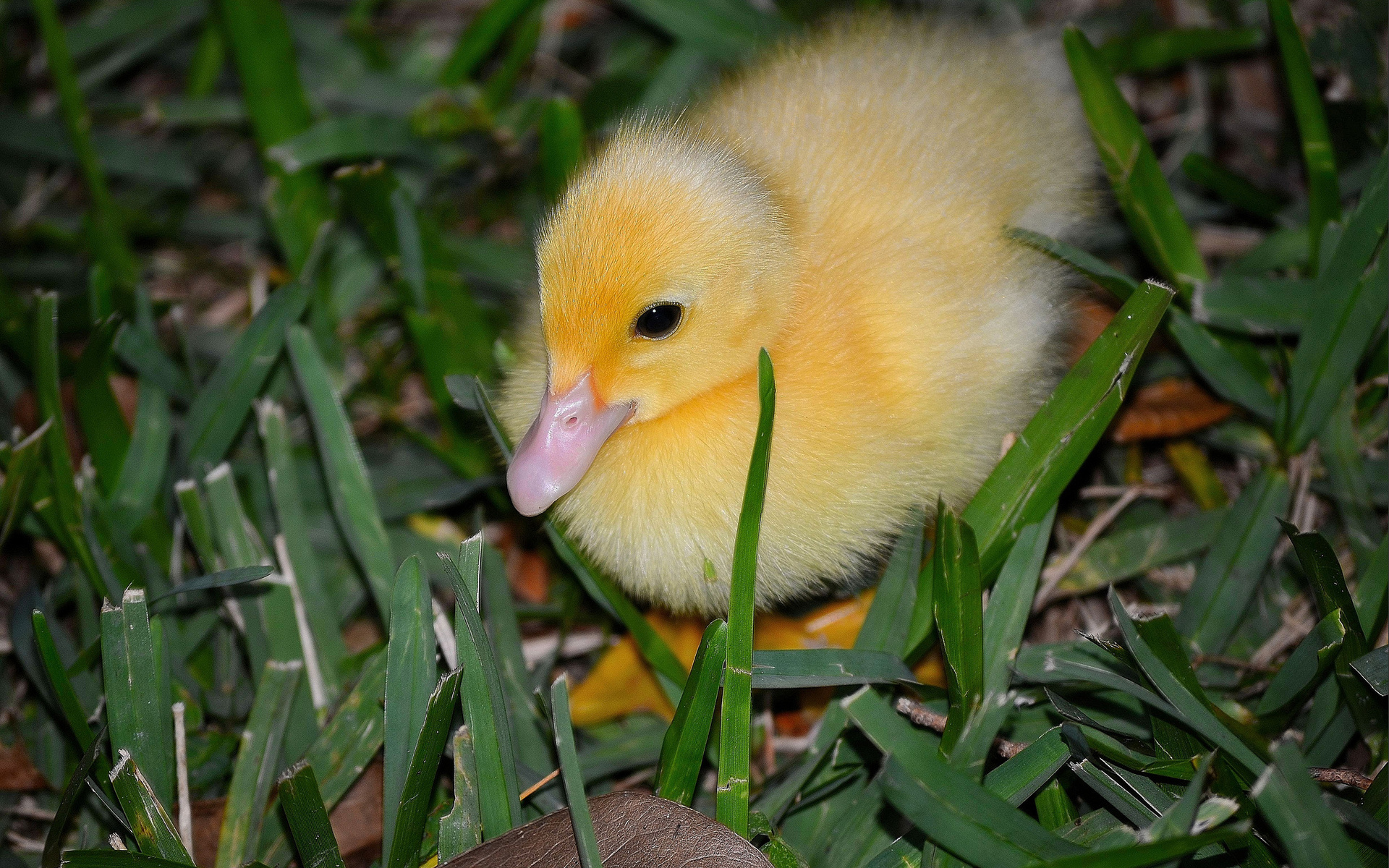 Download mobile wallpaper Animal, Duck for free.