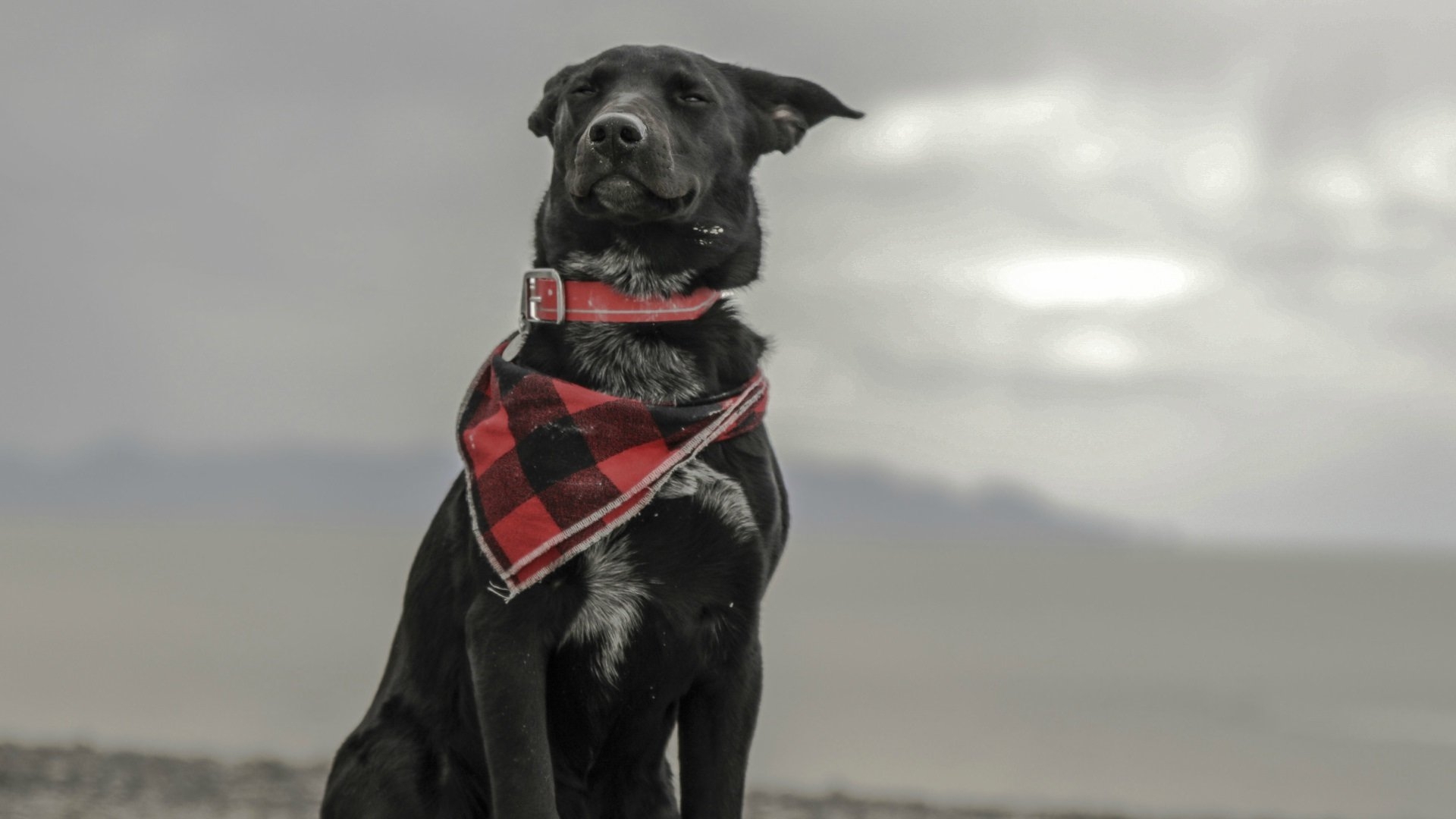 Baixe gratuitamente a imagem Animais, Cães, Cão na área de trabalho do seu PC