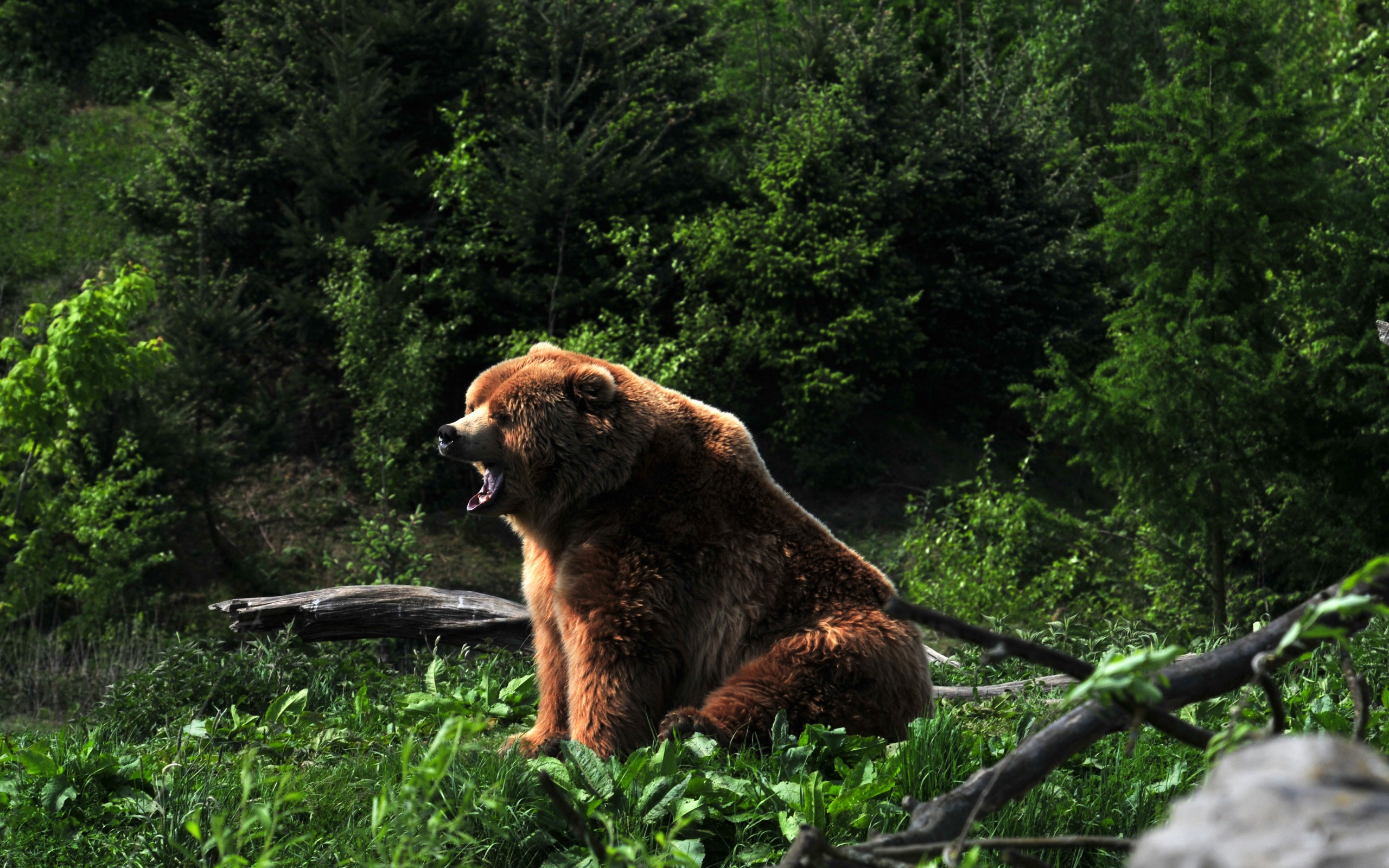 Download mobile wallpaper Bears, Bear, Animal for free.