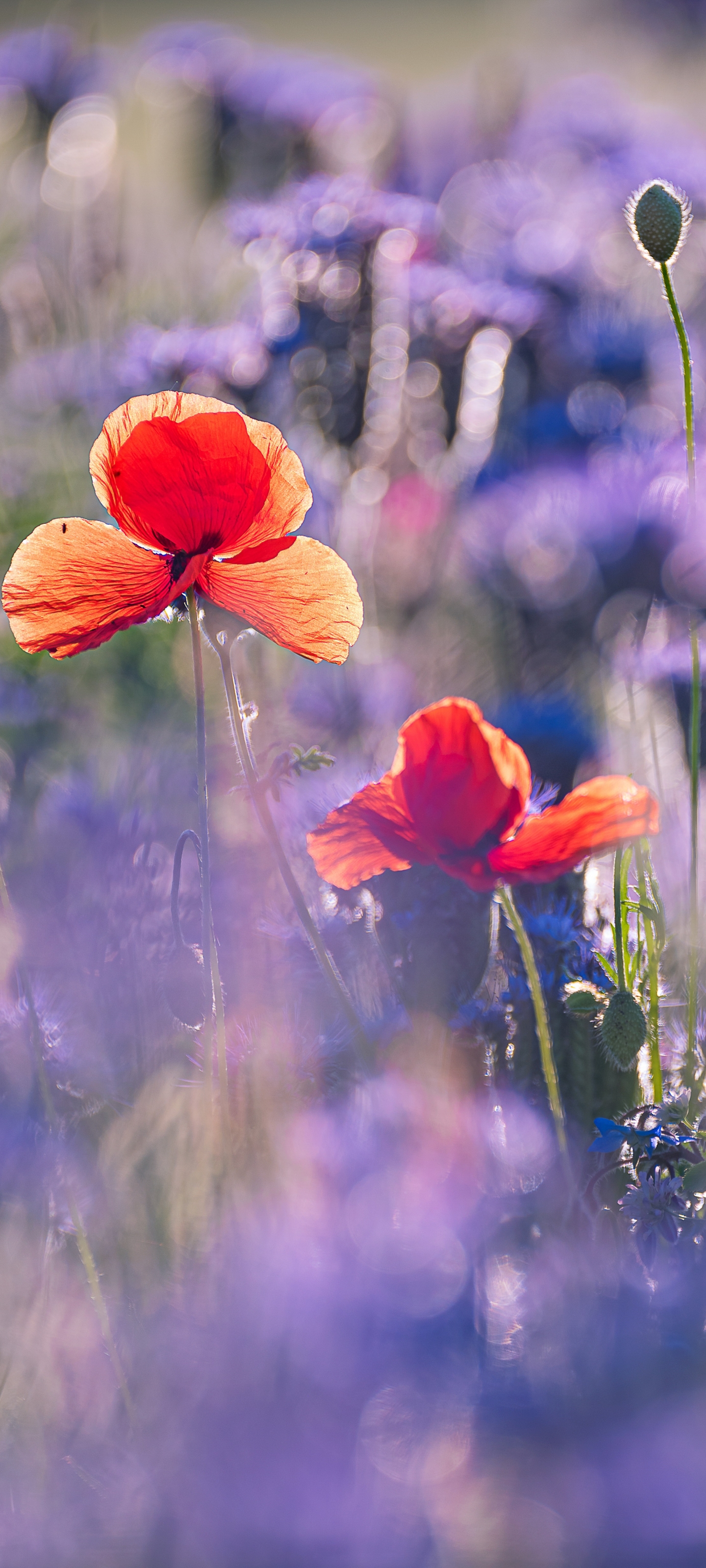 Handy-Wallpaper Natur, Blumen, Mohn, Sommer, Blume, Rote Blume, Erde/natur kostenlos herunterladen.