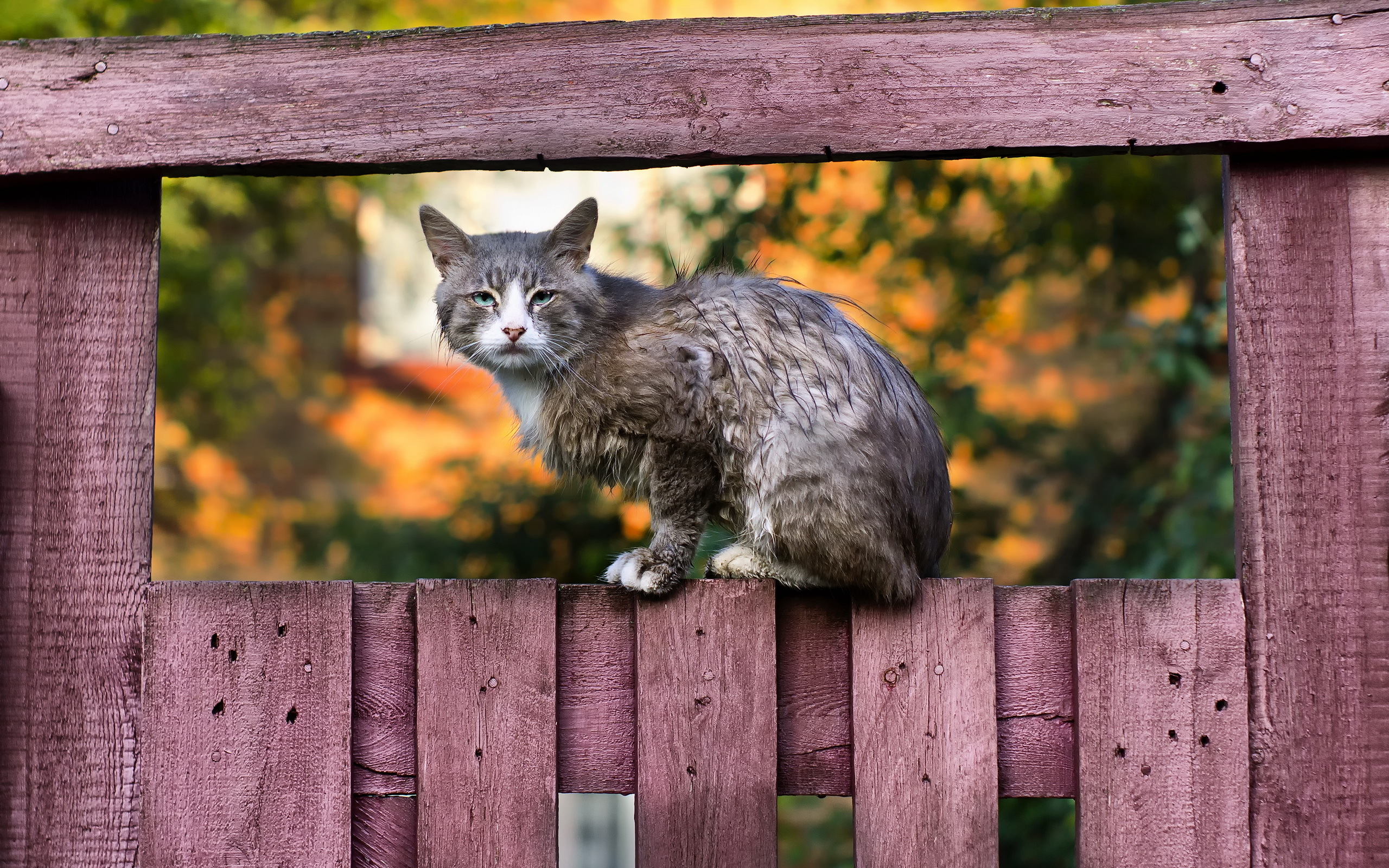 Laden Sie das Tiere, Katzen, Katze-Bild kostenlos auf Ihren PC-Desktop herunter