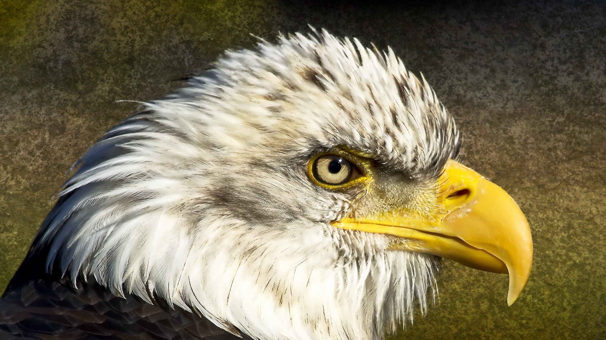 Free download wallpaper Bird, Animal, Eagle, Bald Eagle on your PC desktop