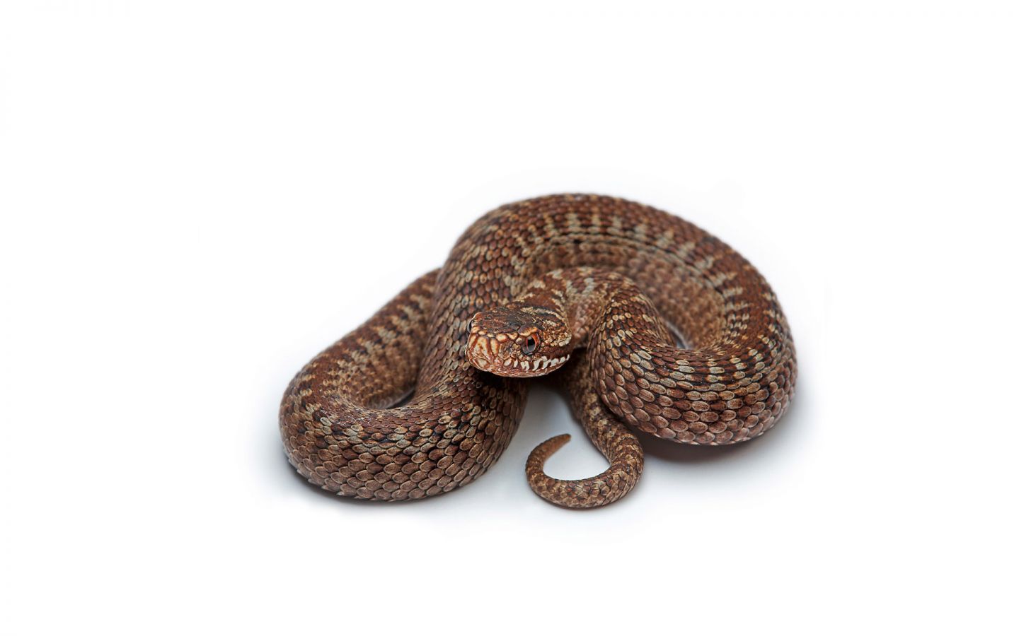 Free download wallpaper Snake, Reptiles, Animal on your PC desktop