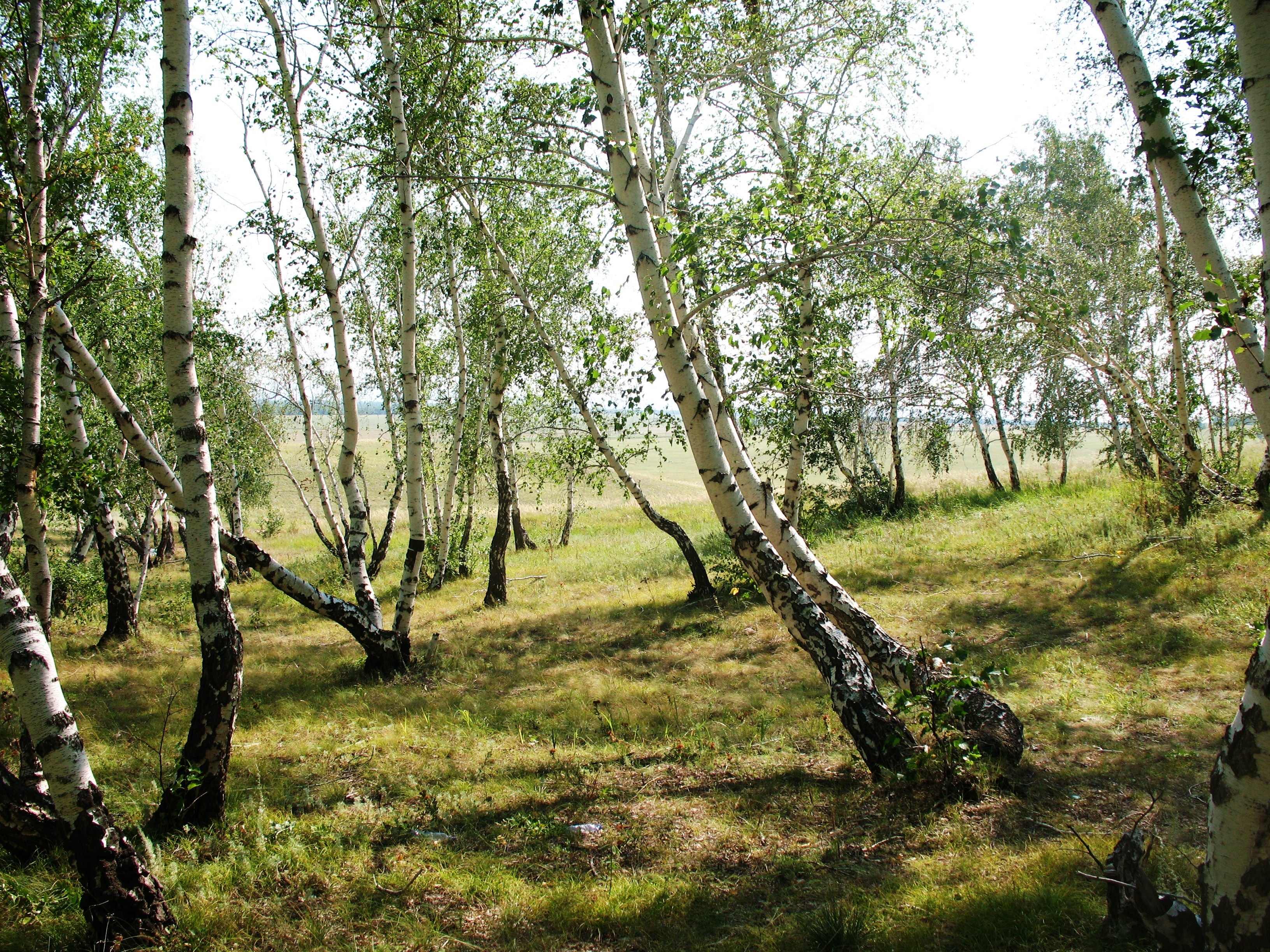 landscape, nature, trees, birches, green, forest