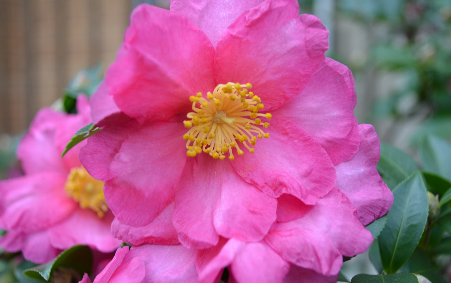 Скачать обои бесплатно Розовый Цветок, Флауэрсы, Природа, Цветок, Земля/природа картинка на рабочий стол ПК
