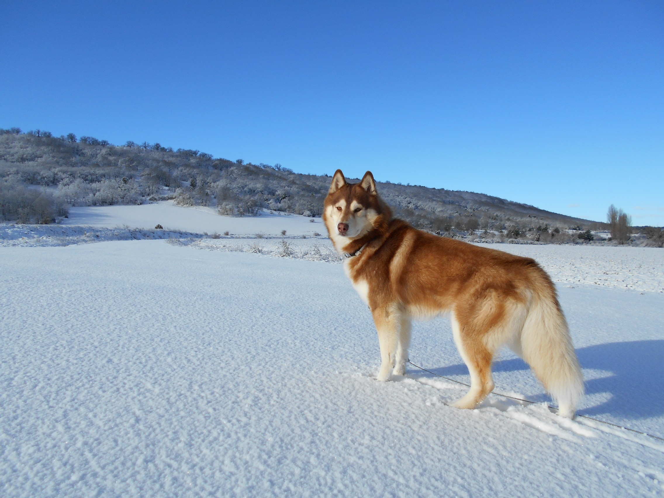 PCデスクトップに動物, 冬, 雪, 犬, ハスキー, シベリアンハスキー画像を無料でダウンロード