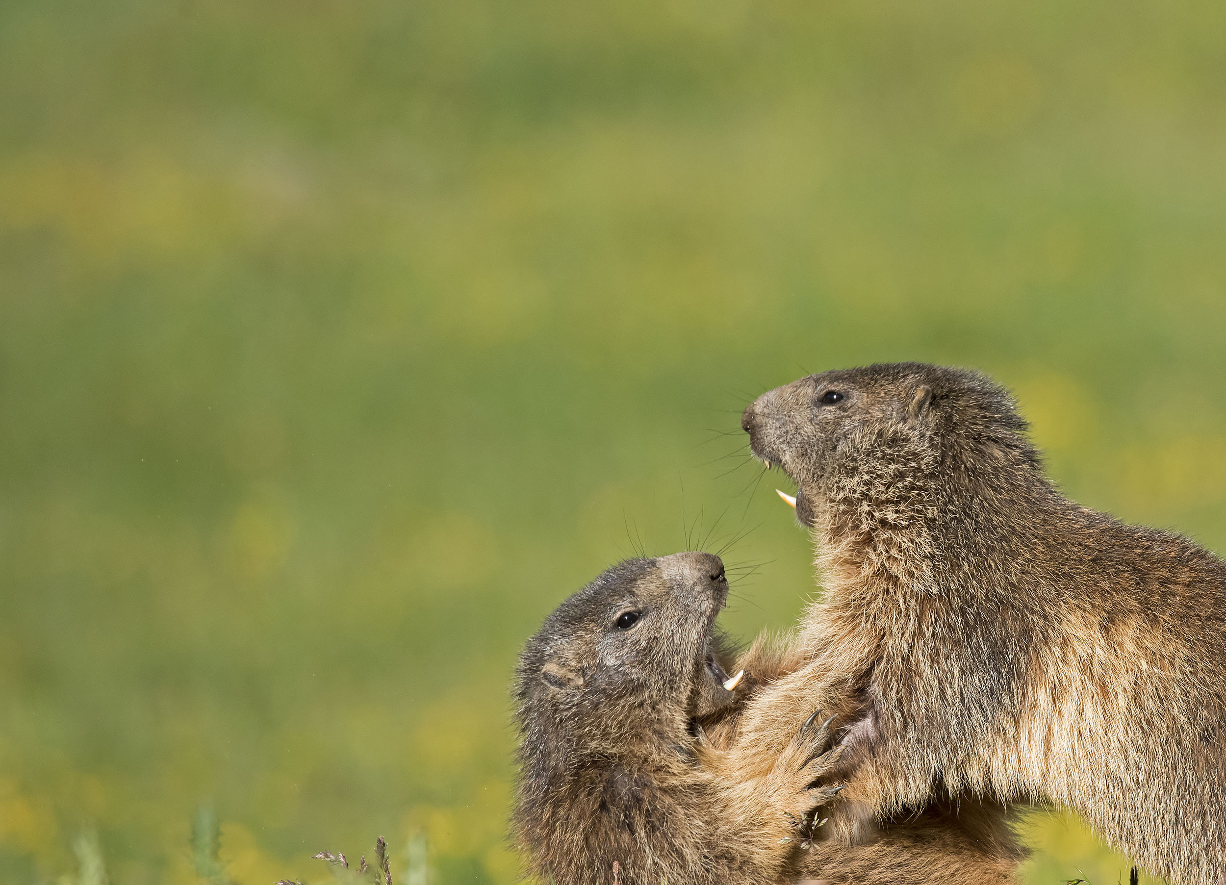 764586 baixar imagens animais, marmota - papéis de parede e protetores de tela gratuitamente