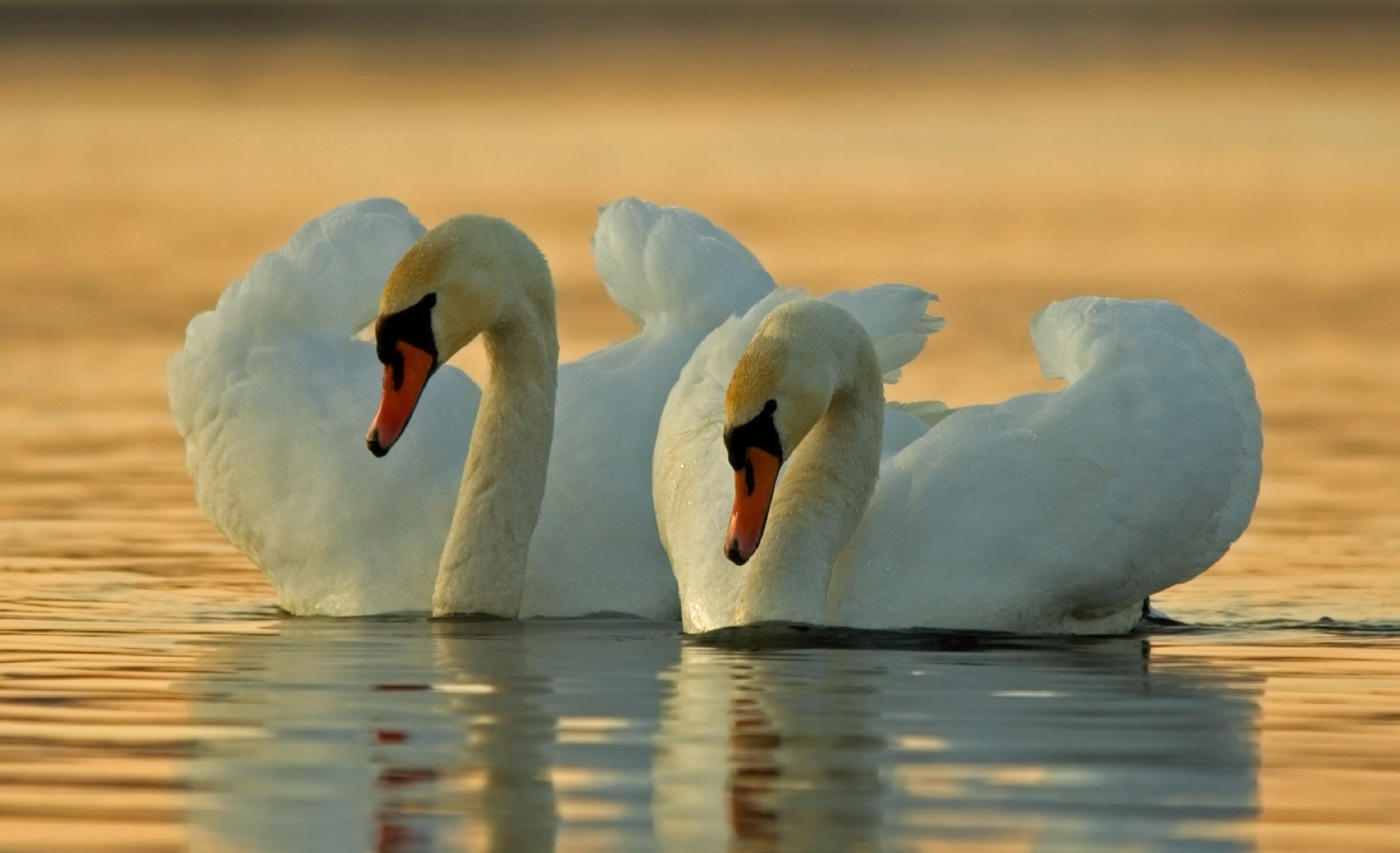 Download mobile wallpaper Birds, Bird, Animal, Swan, Mute Swan for free.